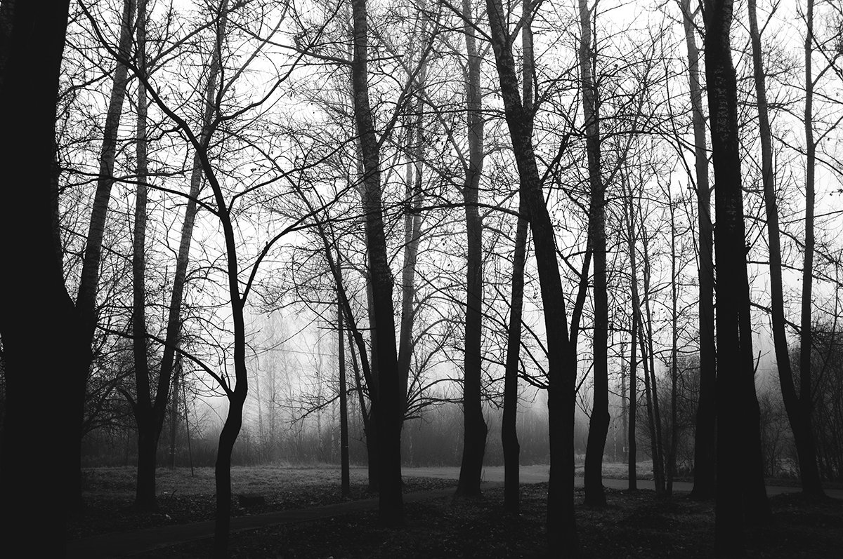 Дерево, Туман, Фото, Фотография, Ч/б, Черно-белое фото, Чёрный, Рустем Галямов