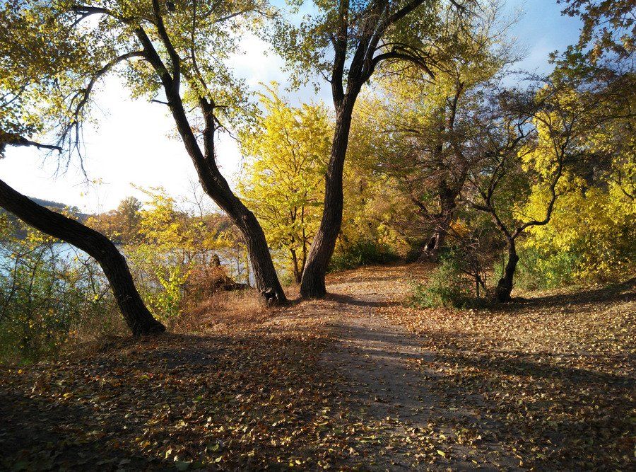 осень,пейзаж,свет,дерево,октябрь,дорога,жёлтый, Сергей Богачёв