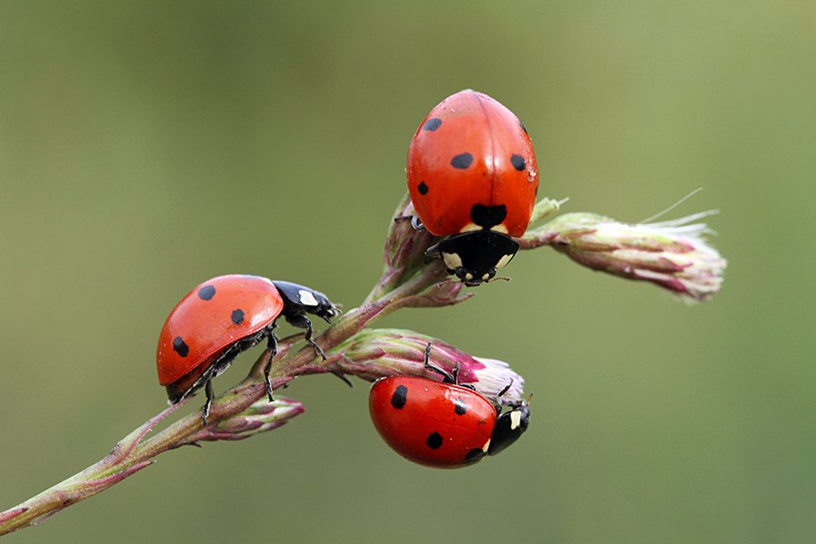macro nature ladybug canon animals, mehmet