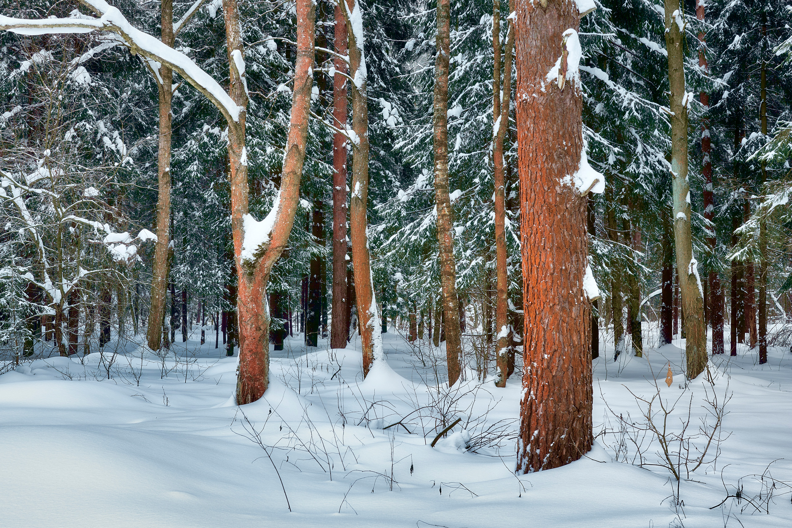 лес, деревья, снег, зима, Валерий Вождаев