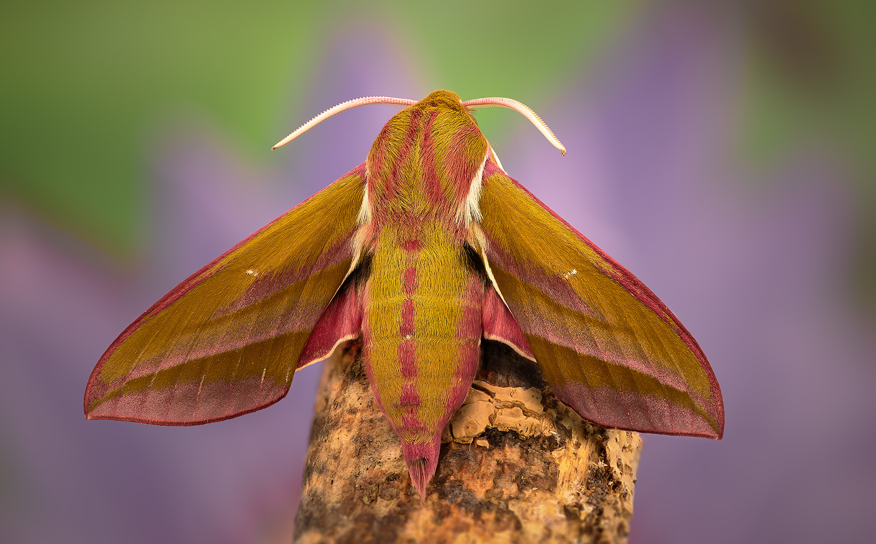 lepidoptera, sphingidae, deilephila elpenor, бражник винный, Kavaliauskas Eugenijus
