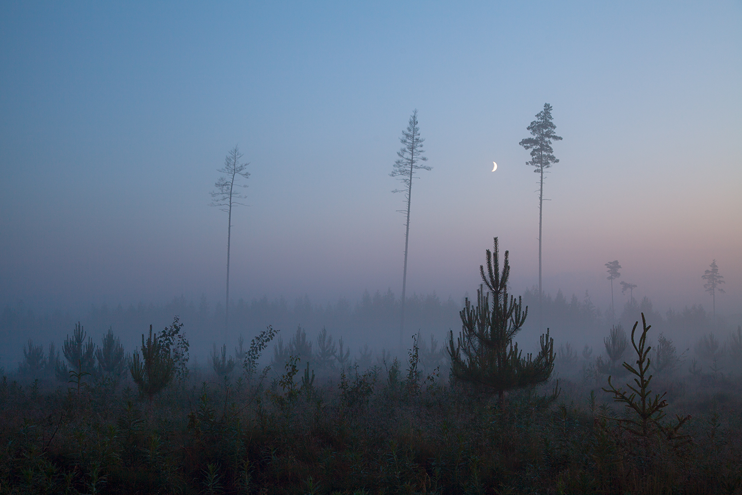 night, fog, nature, tree, pine, summer, Медведникова Мария