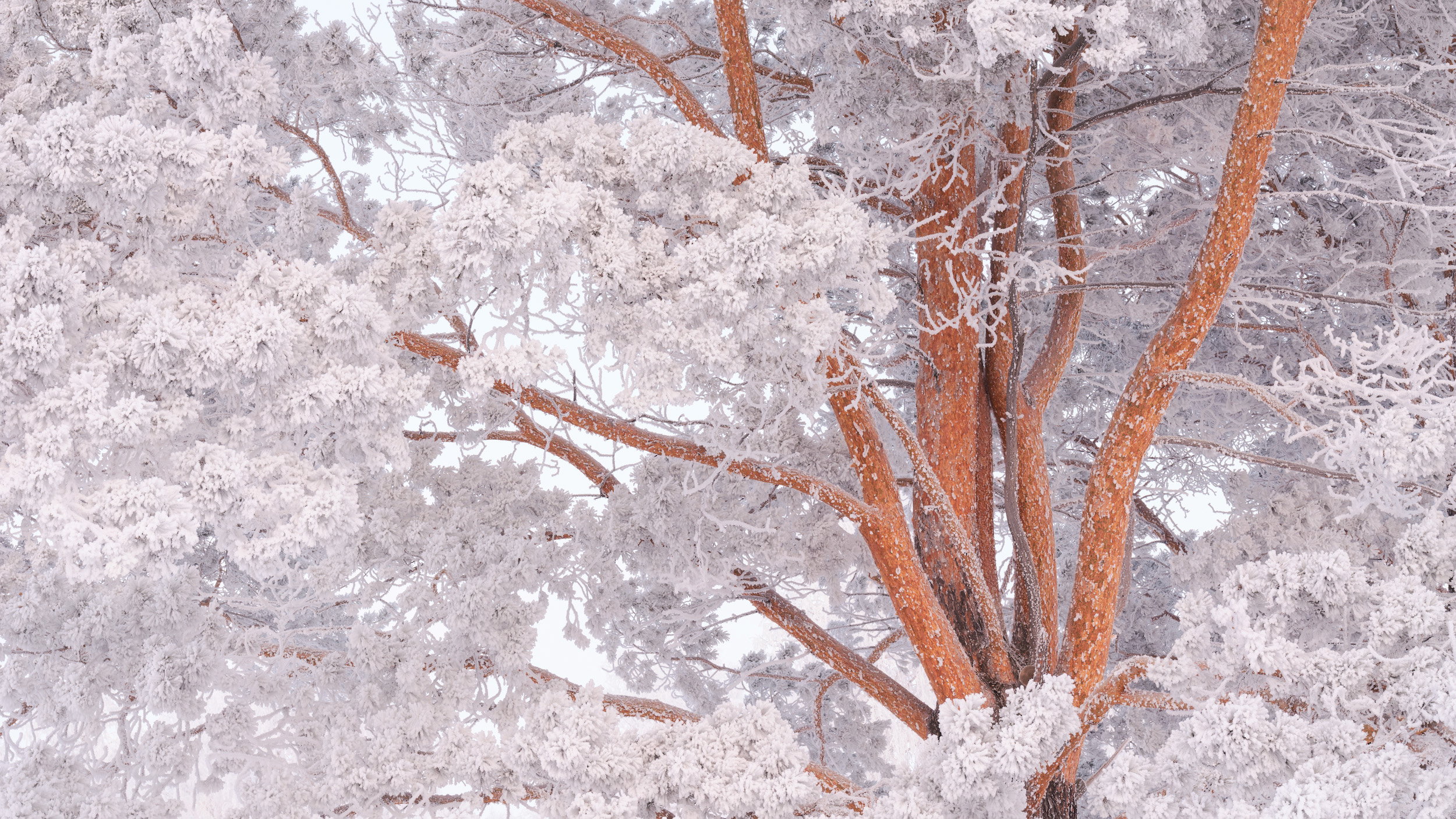 зима, мороз, снег, иней, деревья, Леонтьев Константин