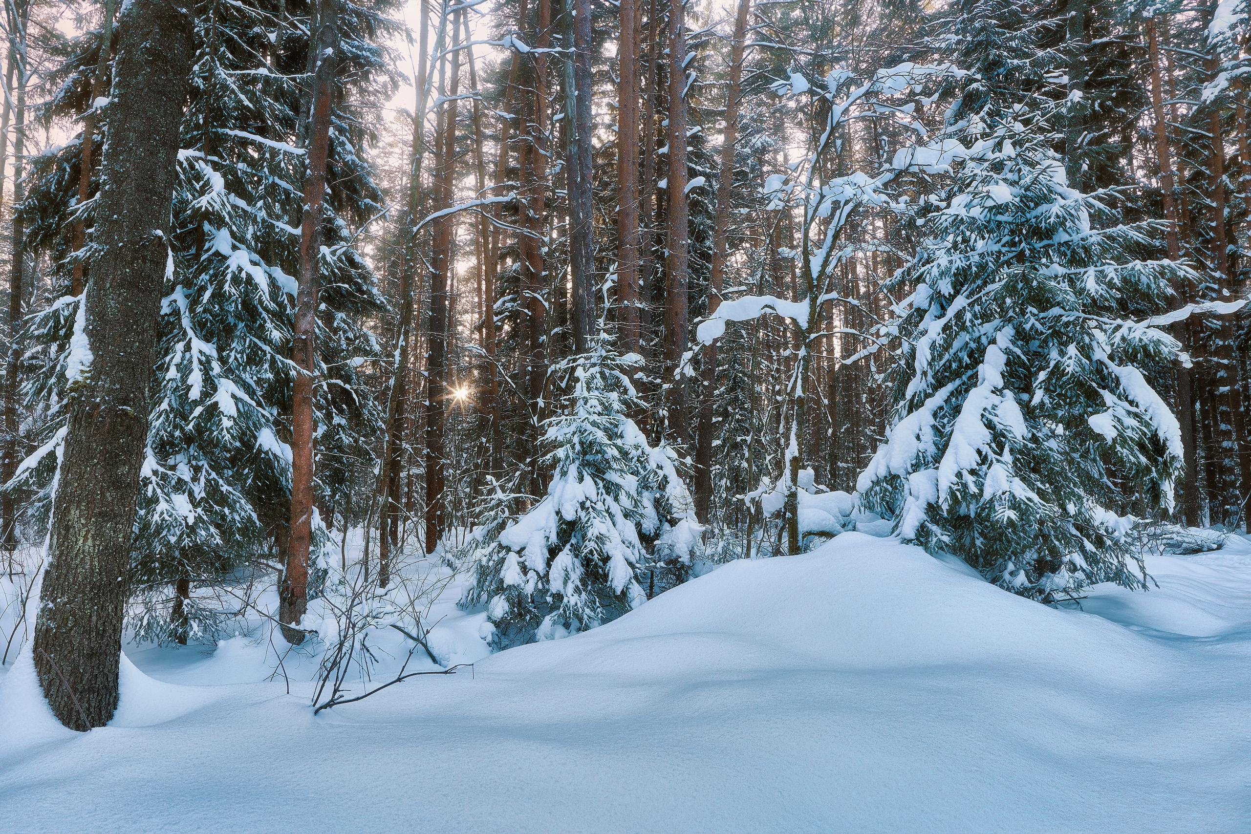 лес, деревья, листва, снег, Валерий Вождаев