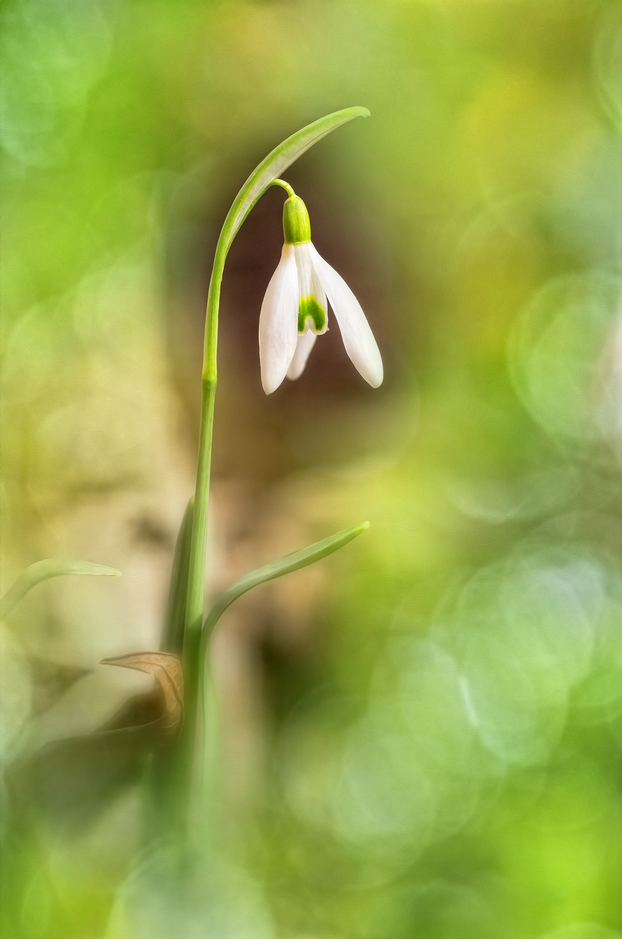 bokeh, color, colors, color image, flower, green, nature, outdoor, plant, photography, snowdrop, spring, white,, Dr Didi Baev