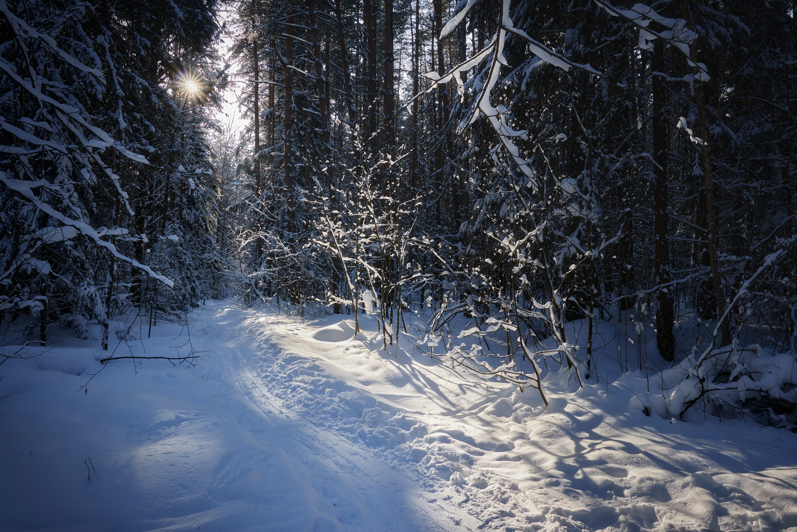 лес, деревья, листва, снег, свет, Валерий Вождаев