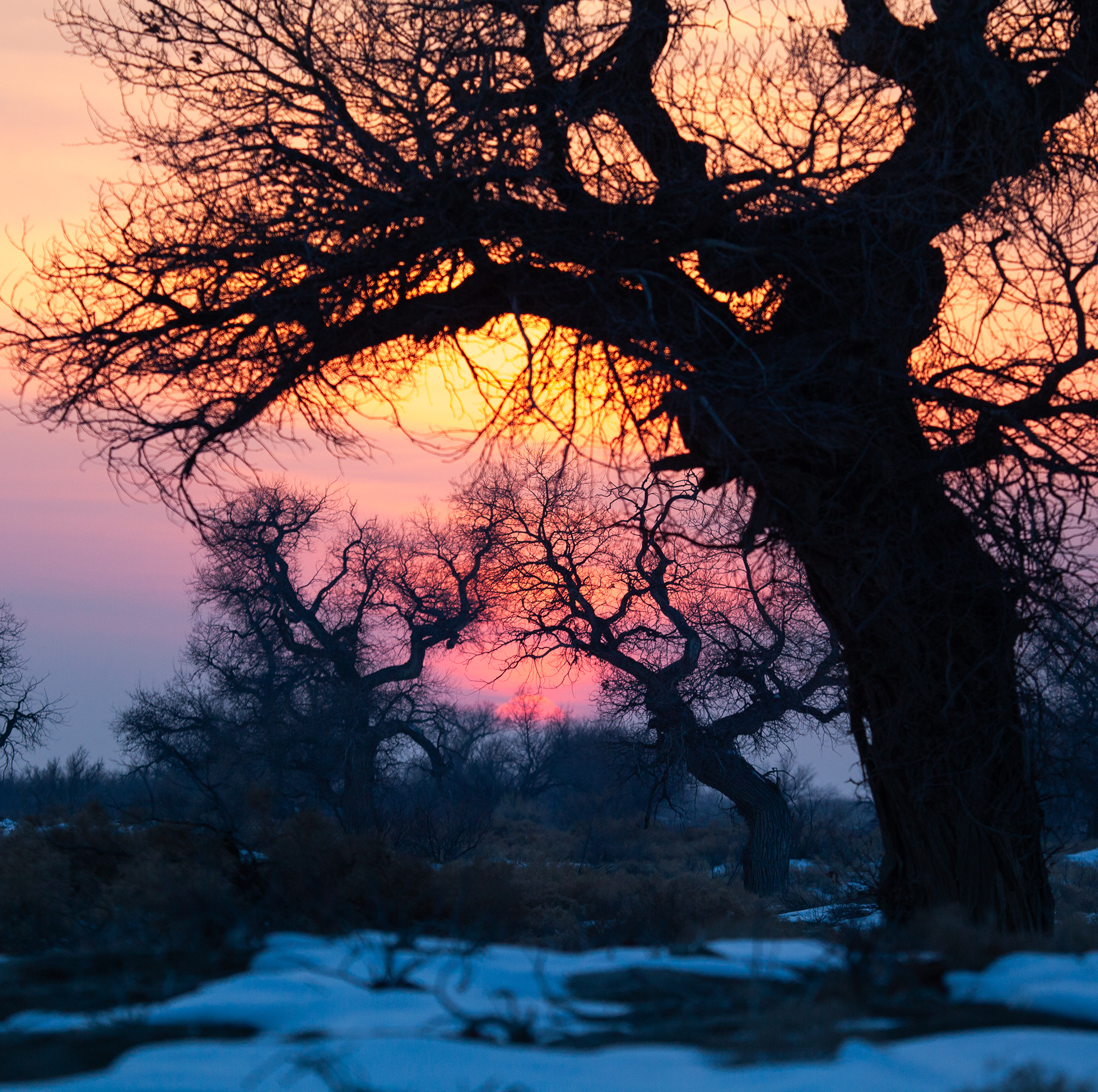 казахстан, деревья, закат, туранга, зима, красный закат, Andrey Shishkalov