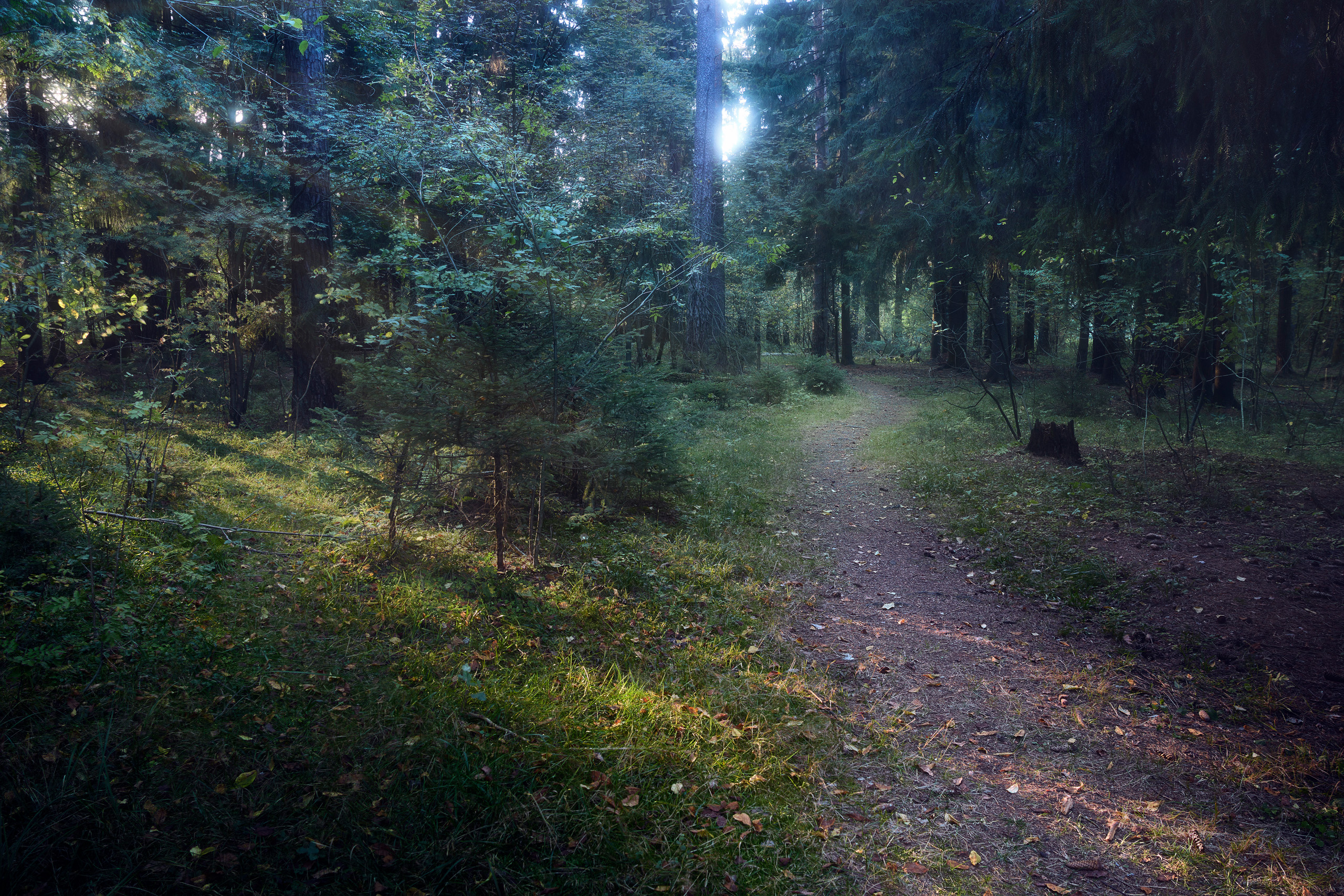лес, свет, деревья, Валерий Вождаев