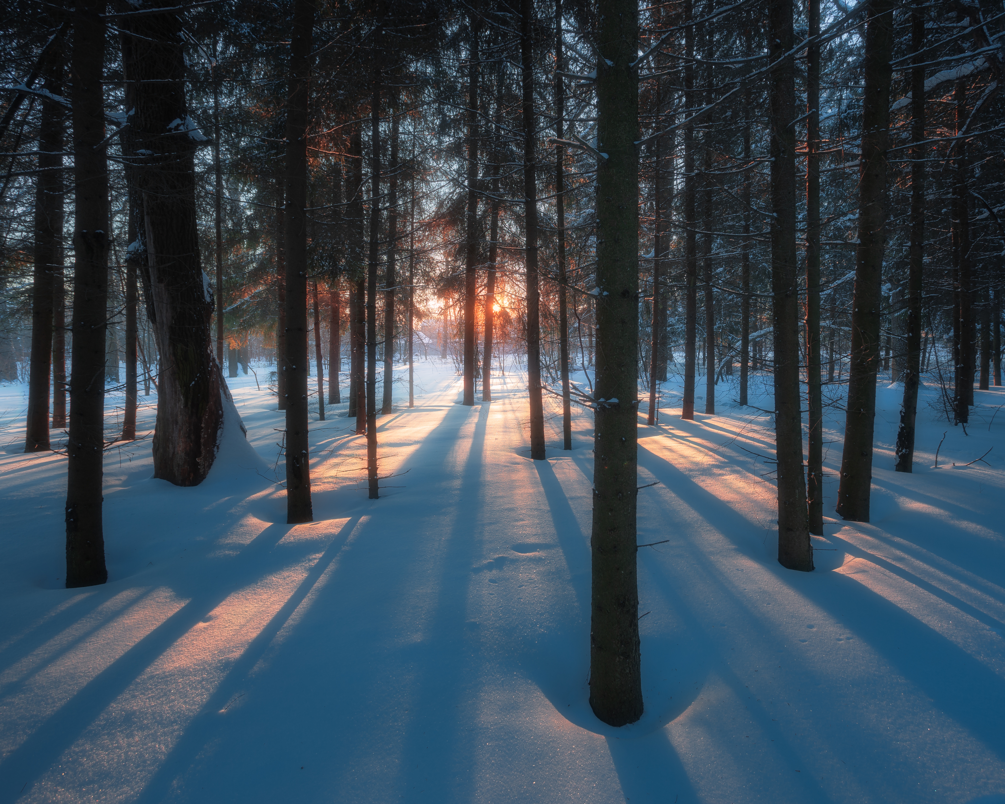 пейзаж, зима, природа, лес, закат, лесной пейзаж, зимний пейзаж, закат в лесу, Московская область, Мартыненко Дмитрий