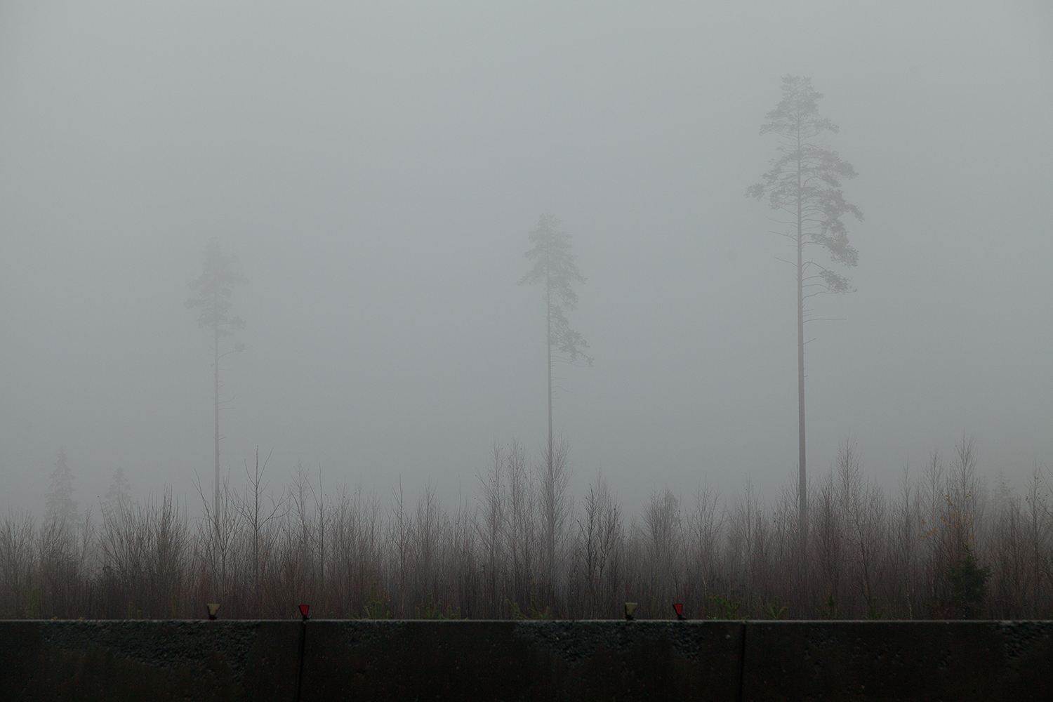 november, fog, gloomy, autumn, Медведникова Мария
