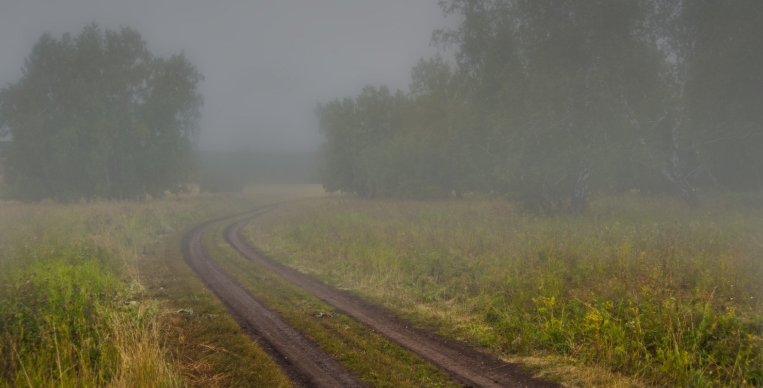лес, туман, Андрей Журавлев