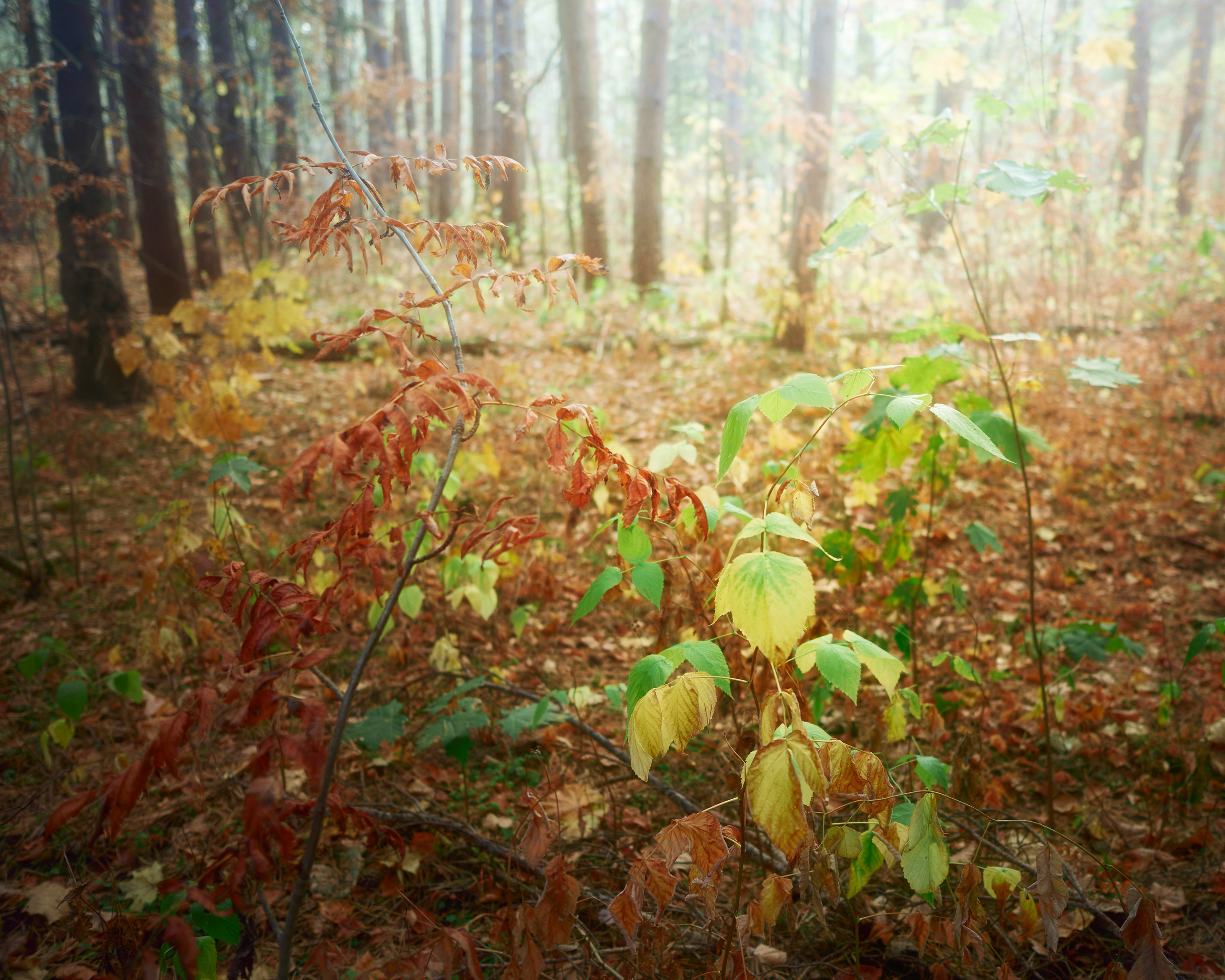 лес, деревья, листва, свет, осень, Валерий Вождаев