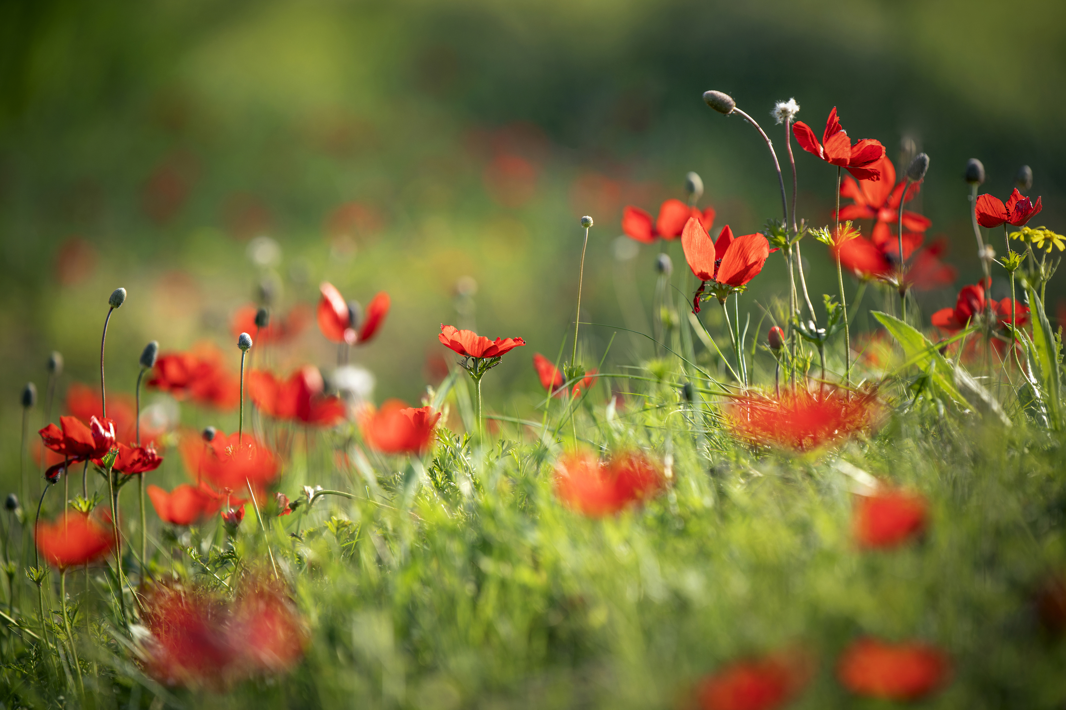 Anemones, flowers, red, green, spring, Горбачева Маментьева Татьяна