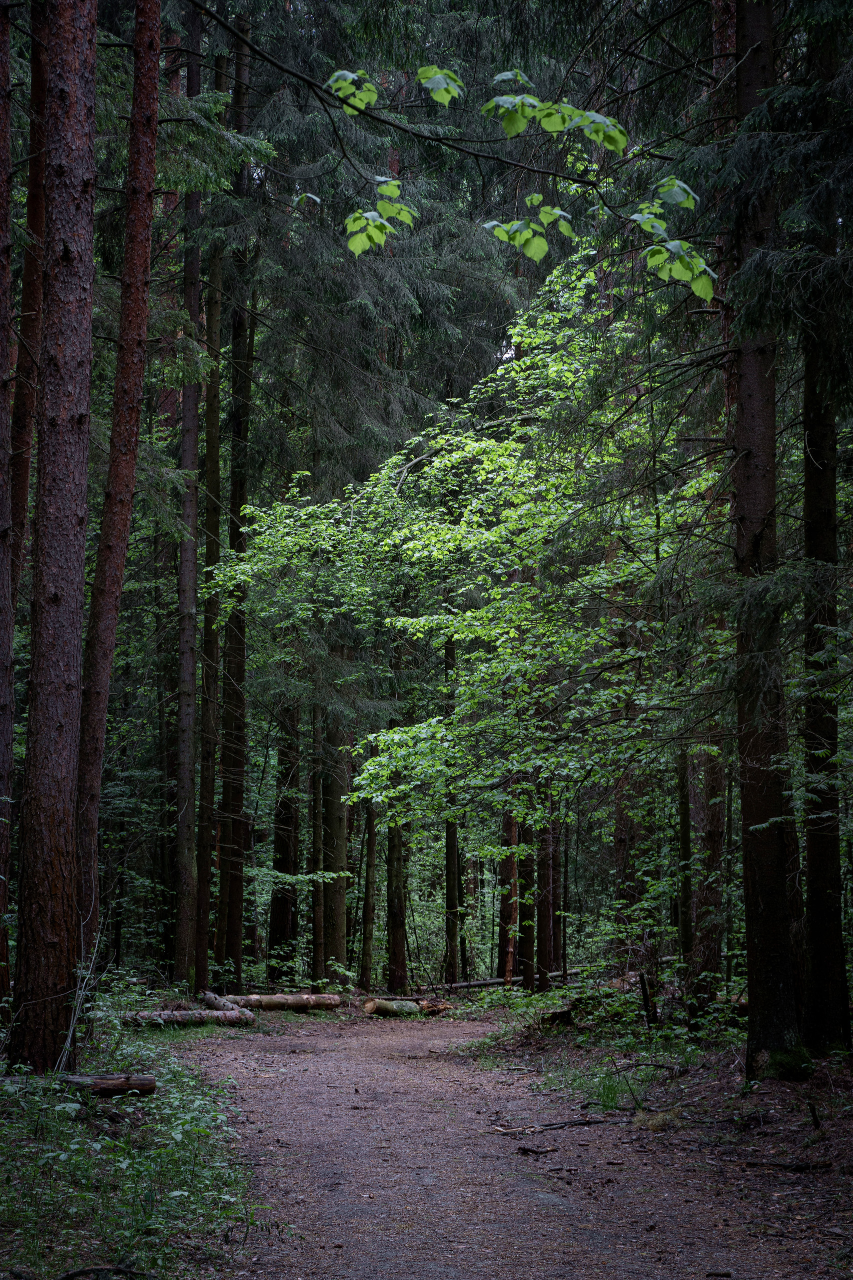 лес, деревья, листва, Валерий Вождаев