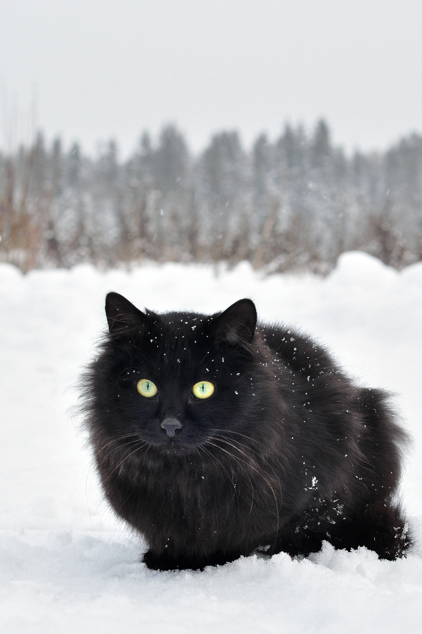 cat, animal, winter, snow, nature, pet, lovely, landscape,  Kerry Moore