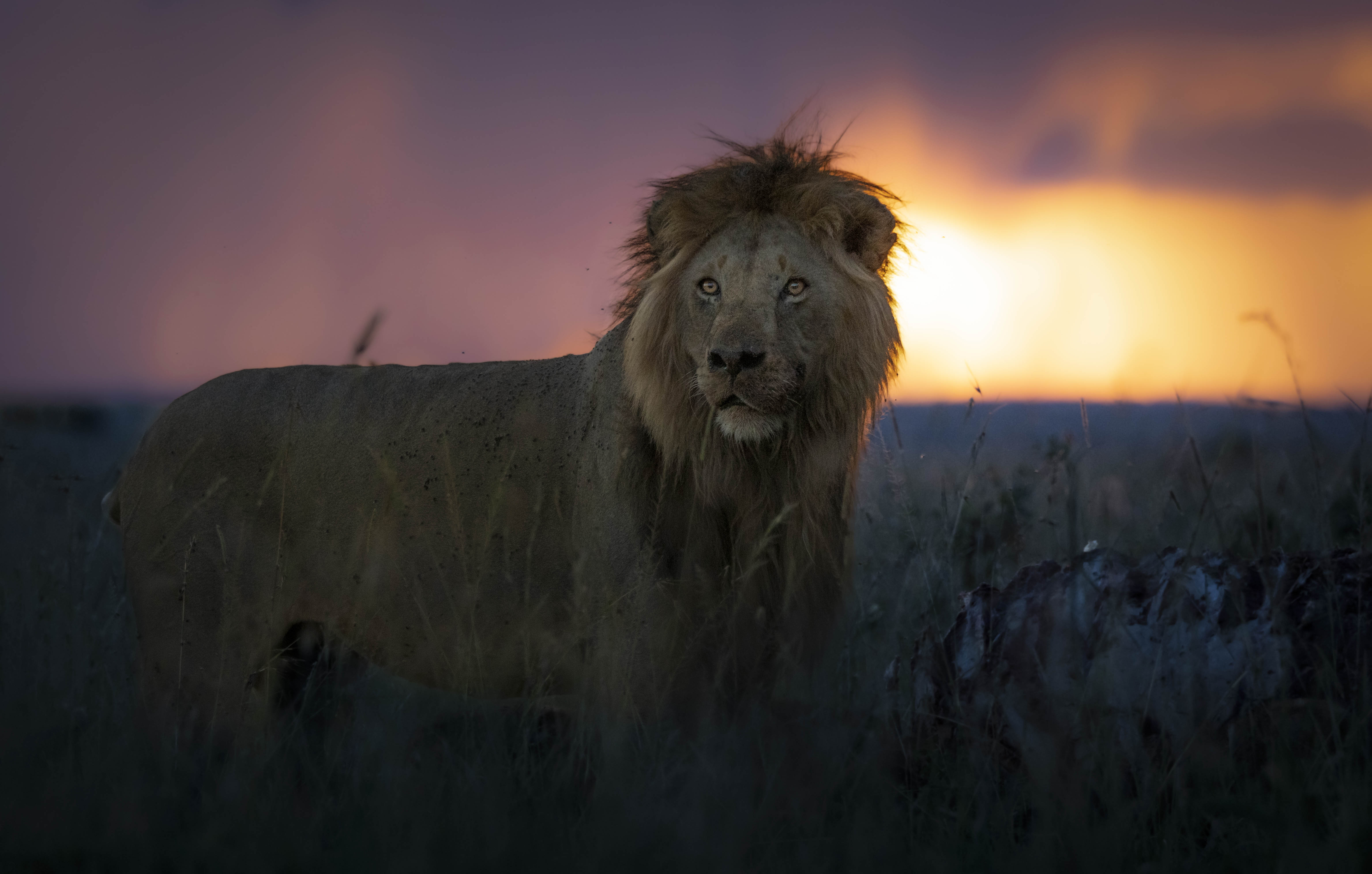 #lion #lions, Rémi Vacher