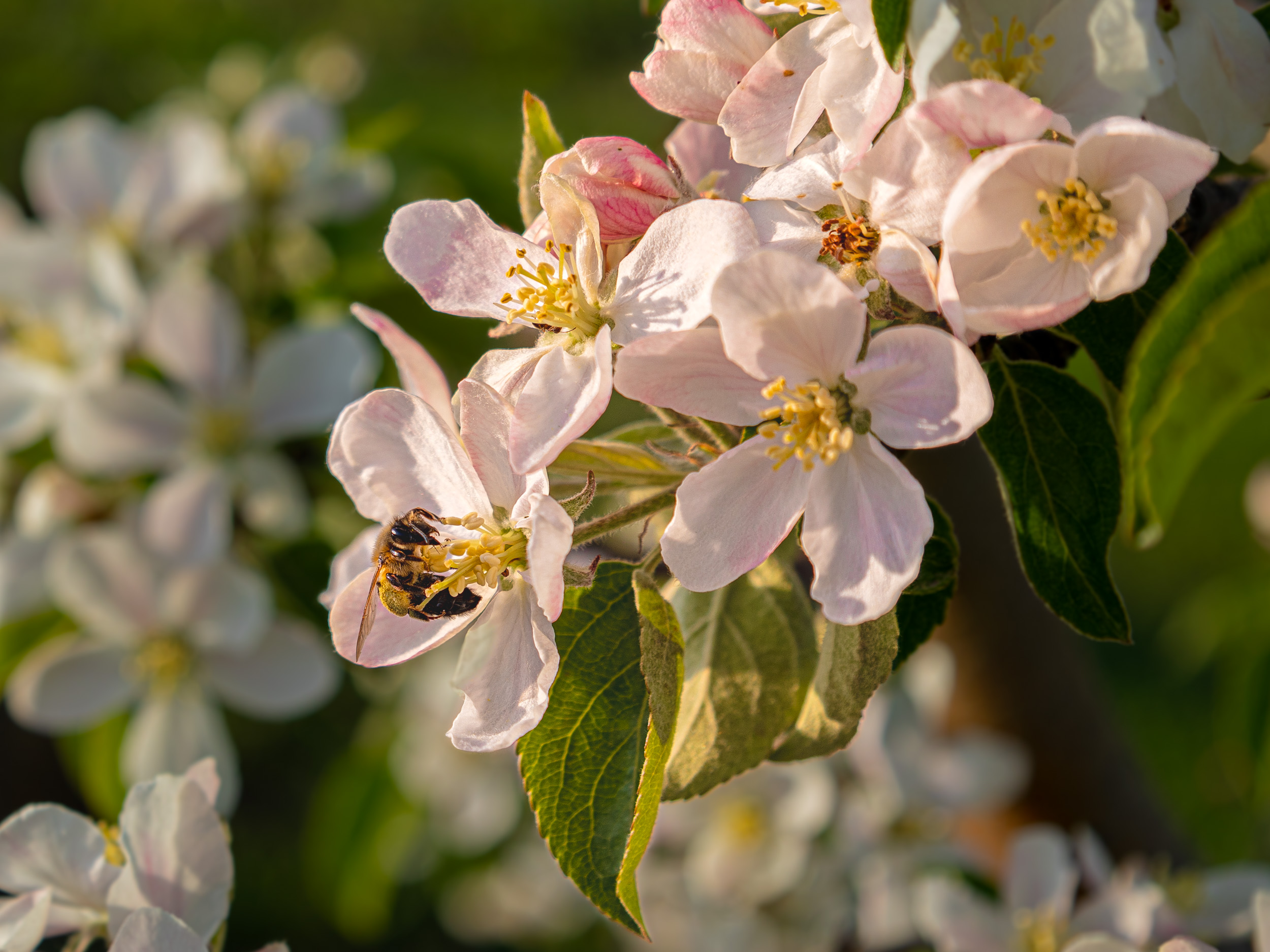 Пчела за работой, пчела собирает пыльцу, цветки яблони, Сильва Татьяна