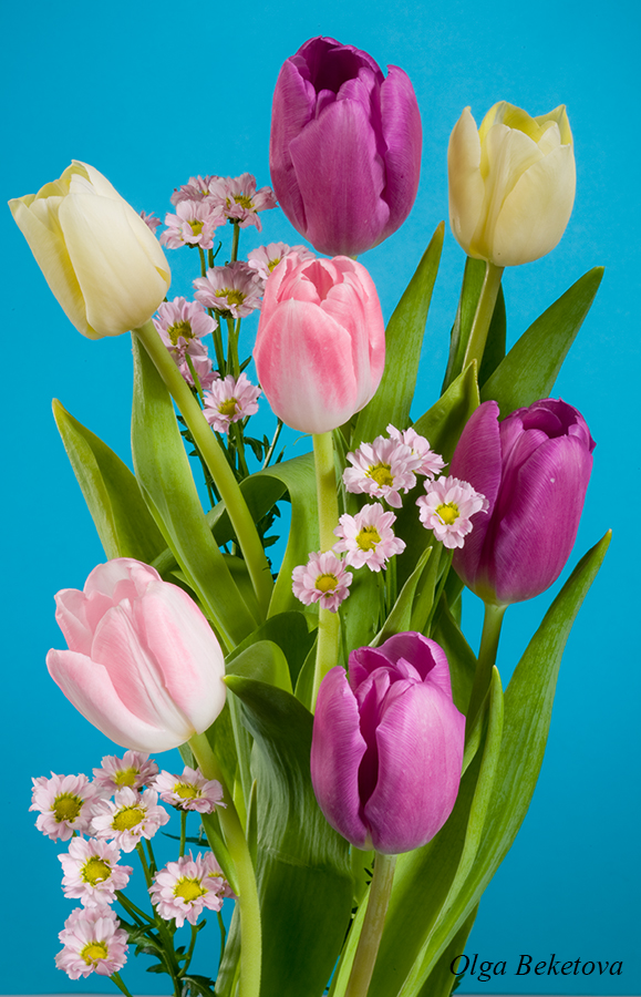 цветы, тюльпаны, букет, Бекетова Ольга