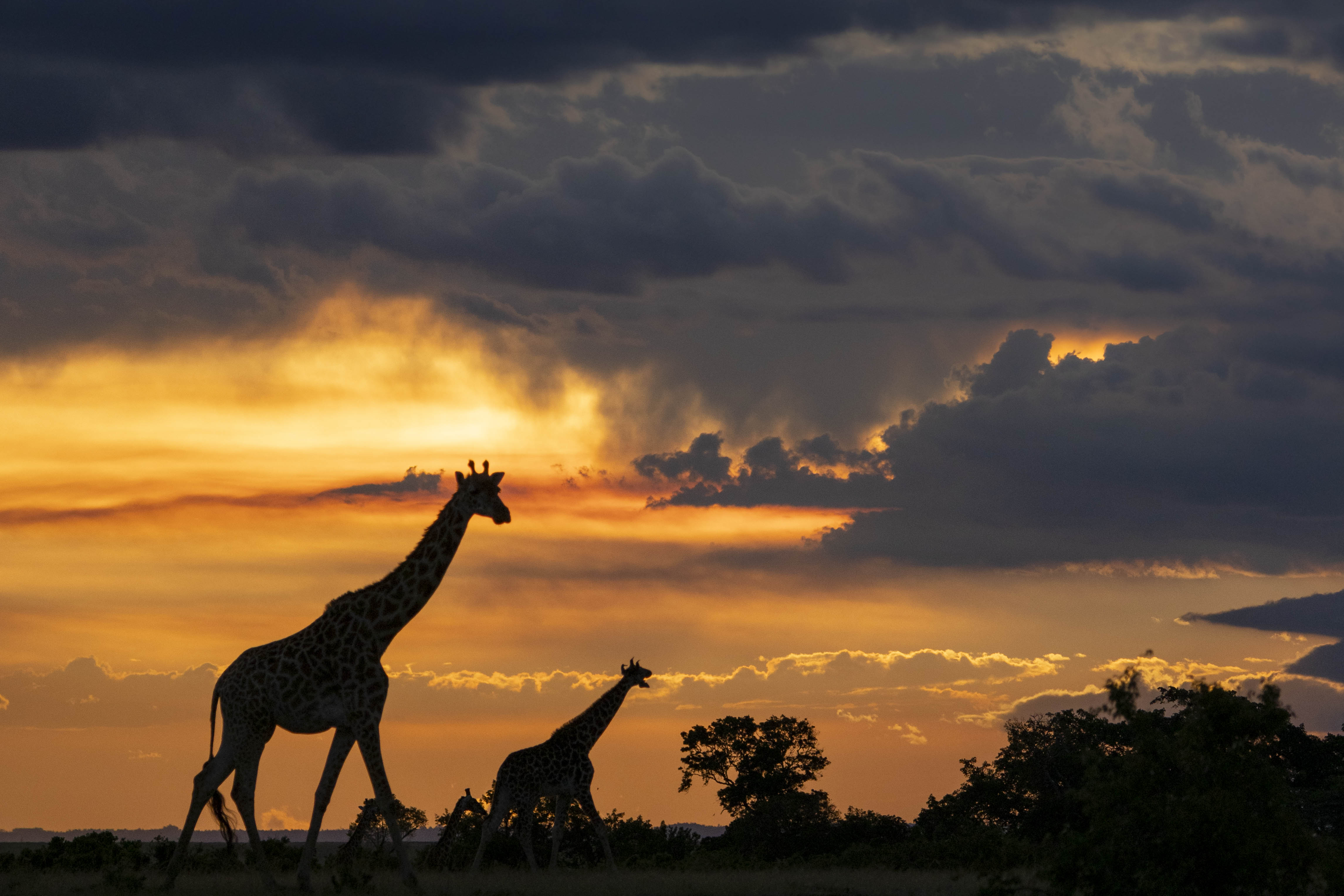 #giraffes #silhouettes, Rémi Vacher