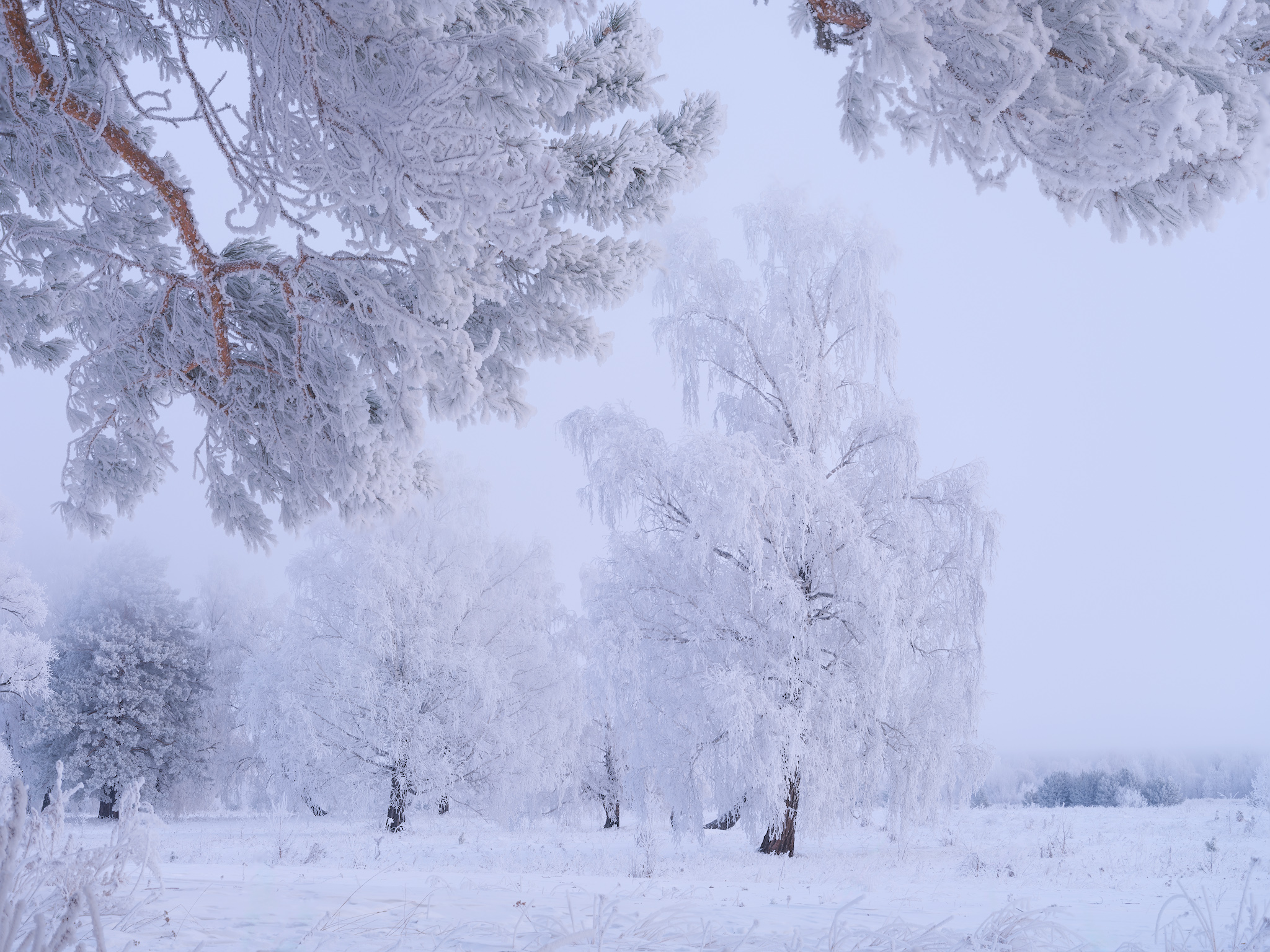 зима, мороз, туман, снег, иней, деревья, Леонтьев Константин