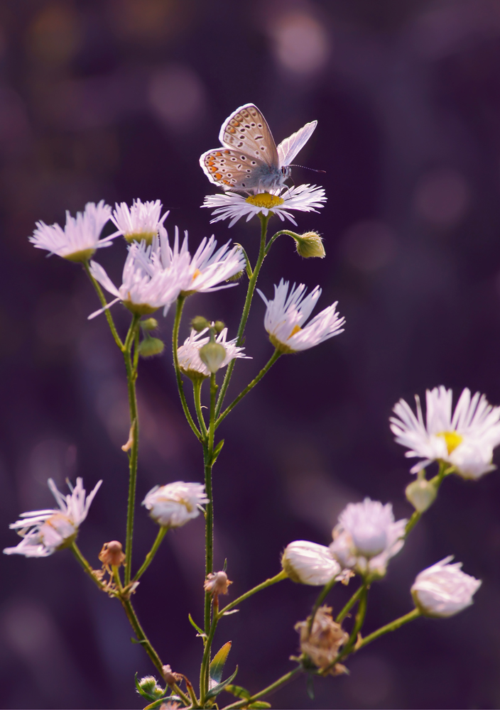 Бабочка, цветы, Чепленко Алексей
