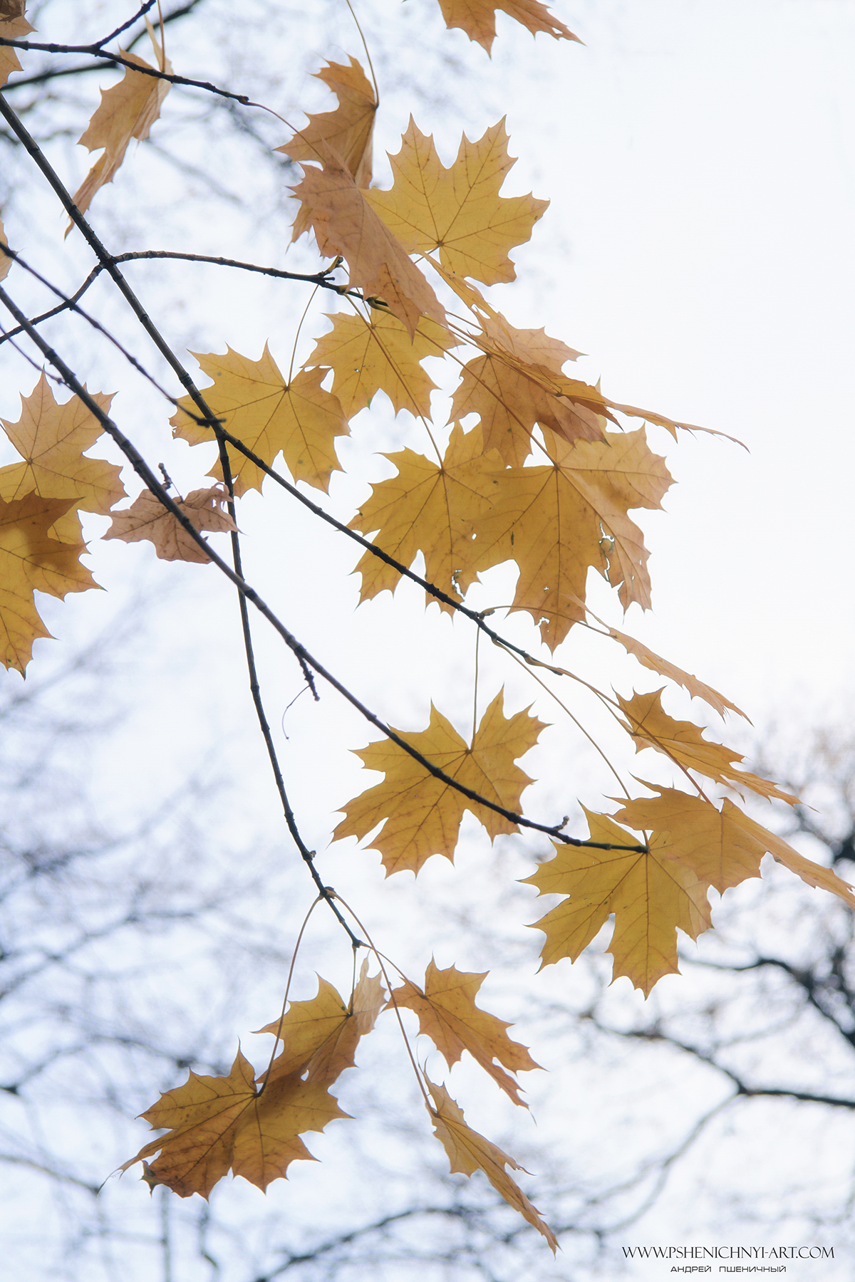 осень, кленовые листья, октябрь, свет, небо, Пшеничный Андрей