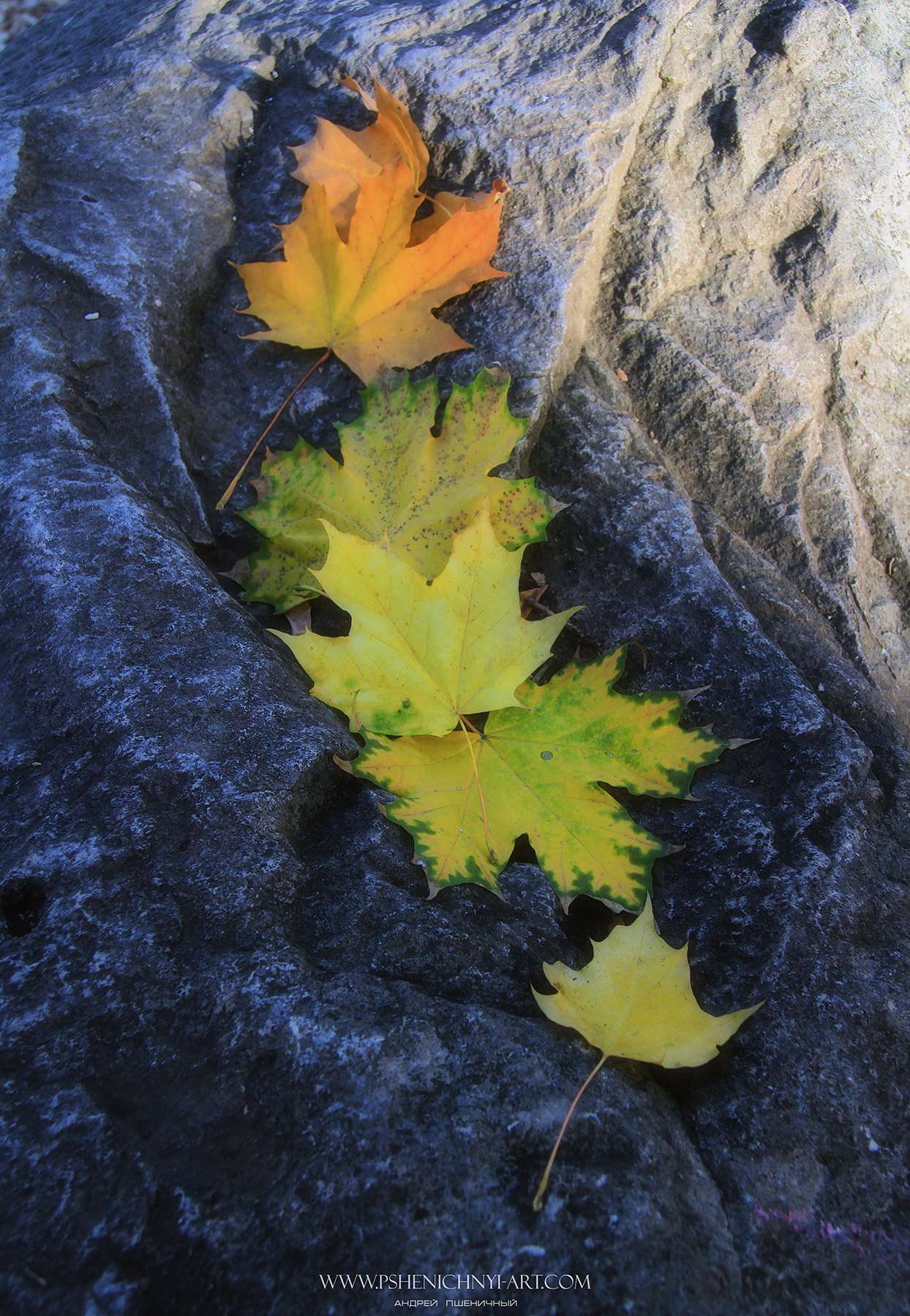 осень, кленовые листья, октябрь, опавшая листва, камни, свет, Пшеничный Андрей