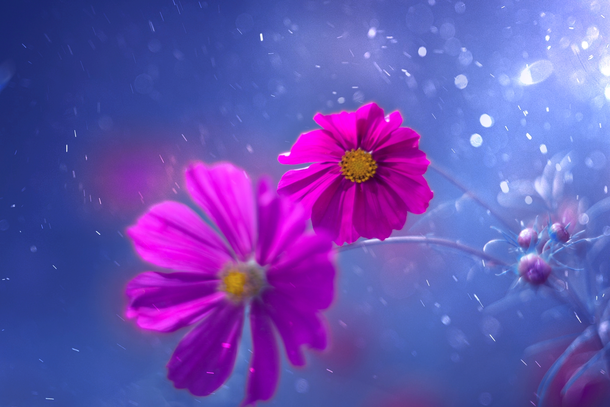 flowers,pink,blue,light,bokeh,nature,, Алексиев Борислав