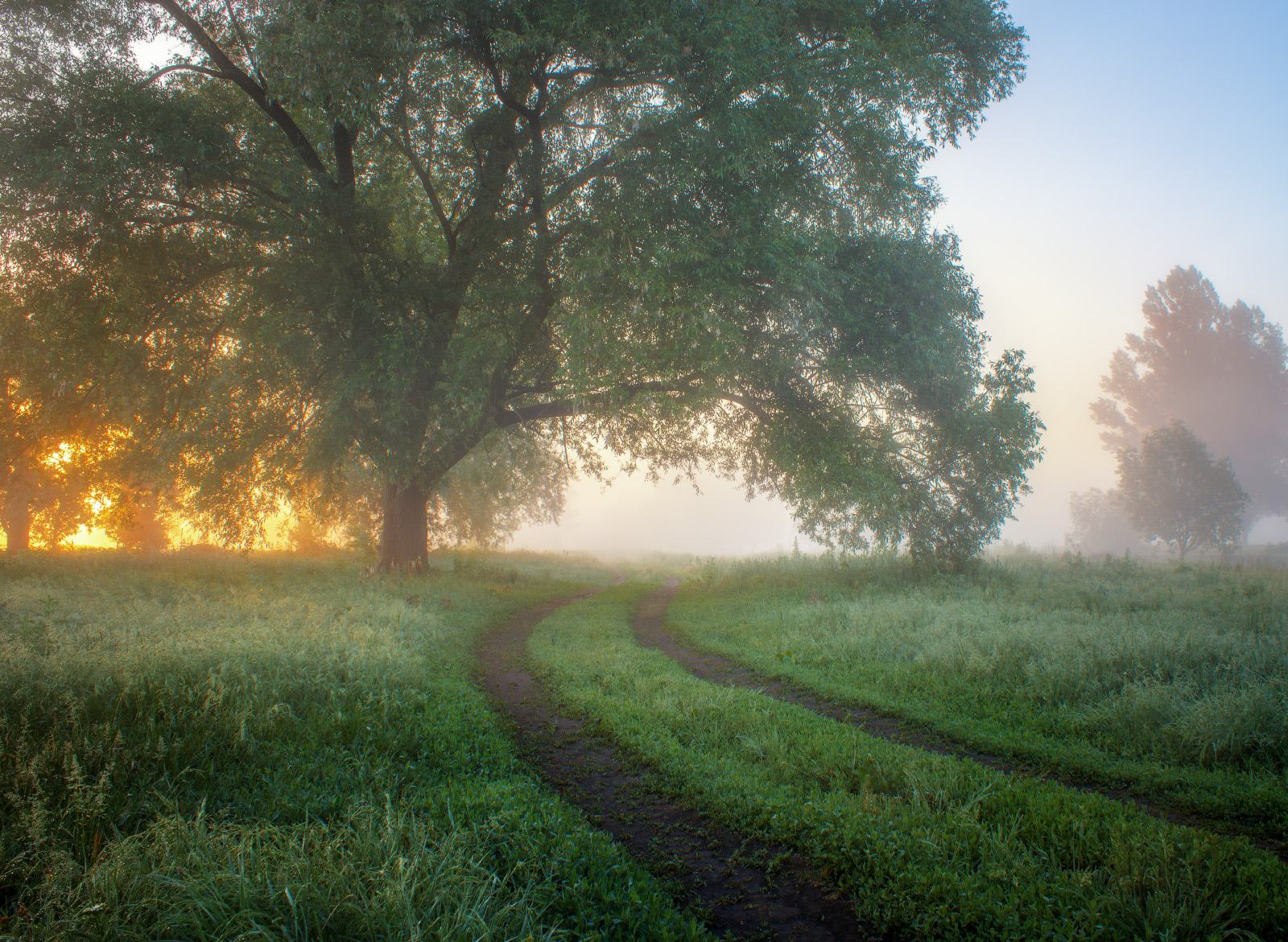 dawn, fog, landscape, tree, morning, mist, Виктор Тулбанов