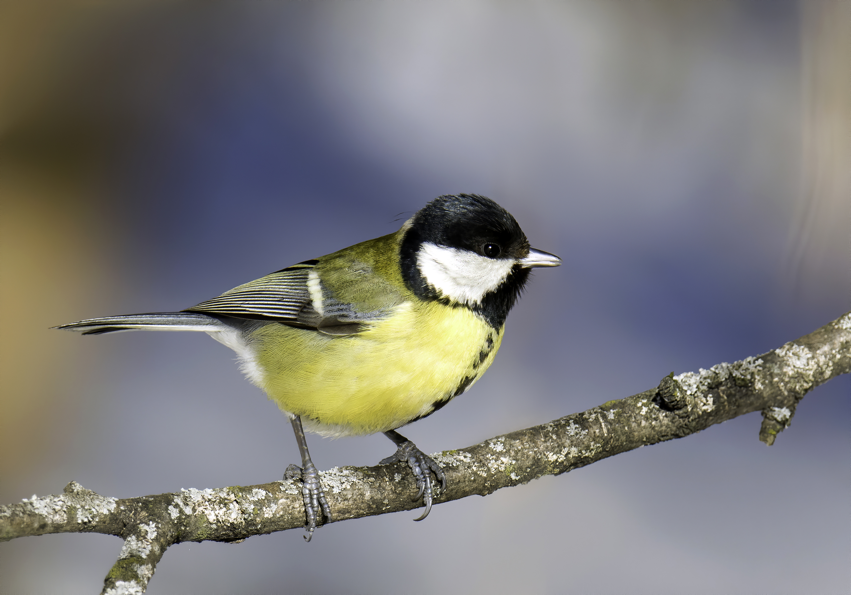 bluetit, birds,birding, birdwatching, birdshots, птицы, лазоревка, фотоохота, фотоптиц, природа, Михаил Ездаков