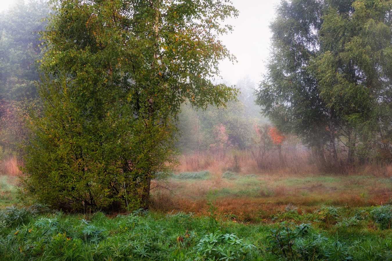 утро, осень, туман,, Сергей Шабуневич