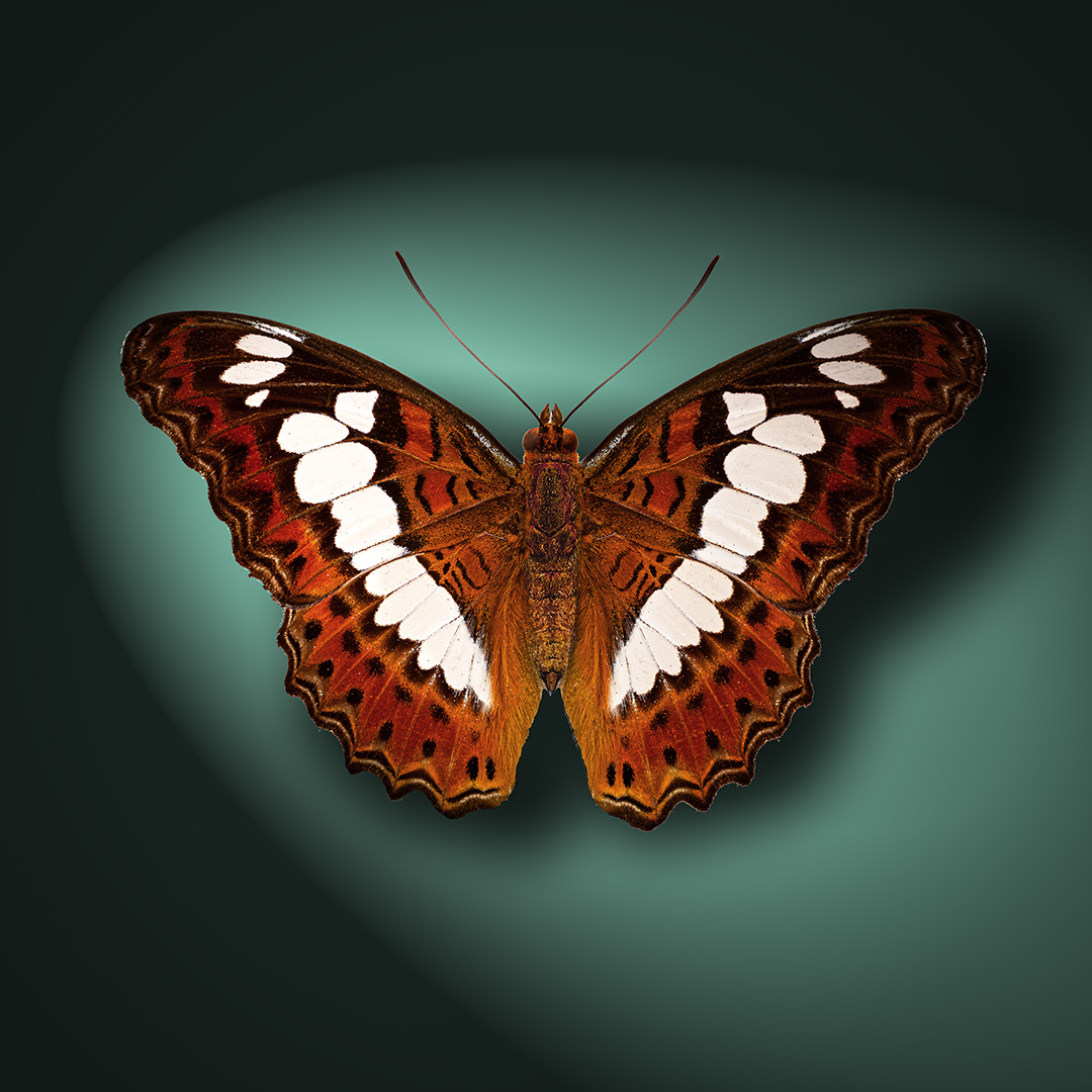 lepidoptera, nyphalidae, moduza procris, Kavaliauskas Eugenijus