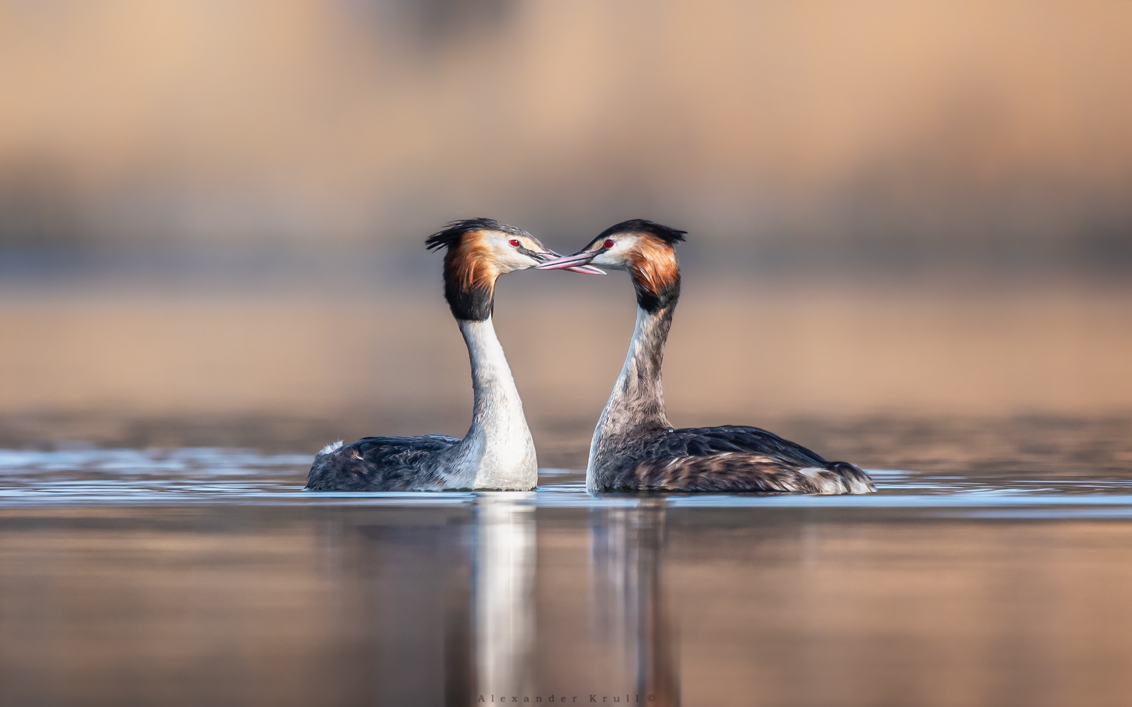 большая поганка, чомга, podiceps cristatus, Круль Александр