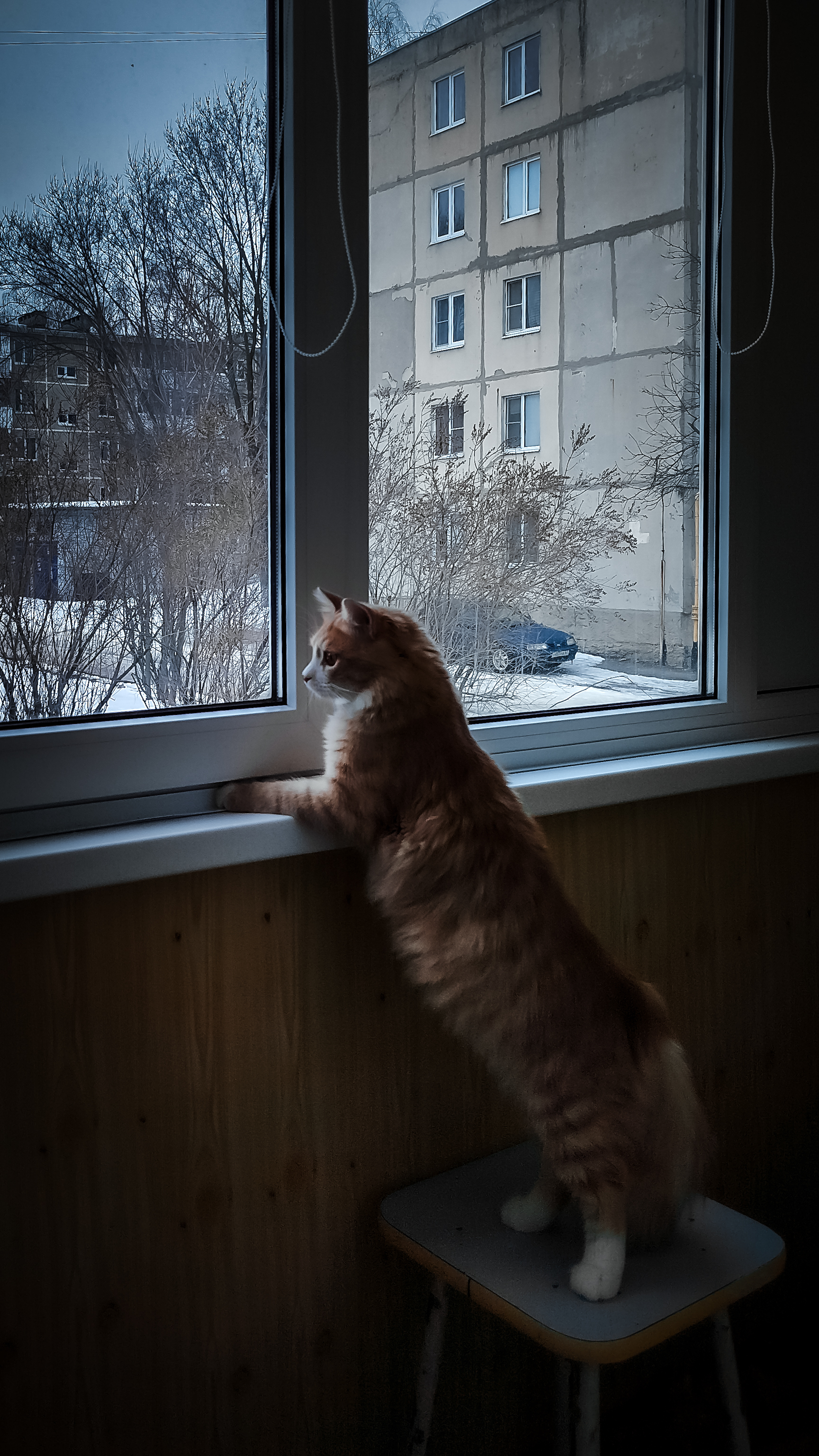 кот, котёнок, природа,, Smirnova Olga