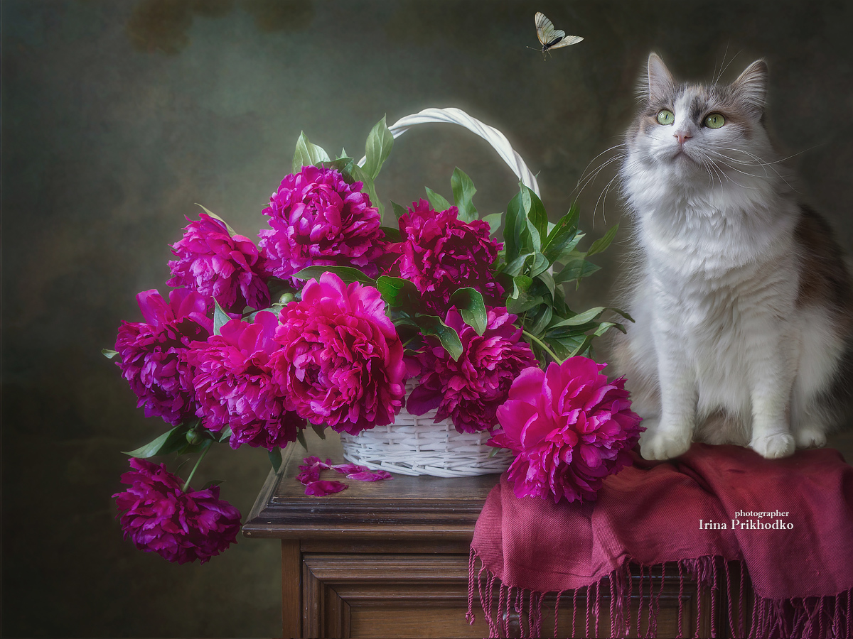 натюрморт, цветы, пионы, кошки, домашние животные, Приходько Ирина