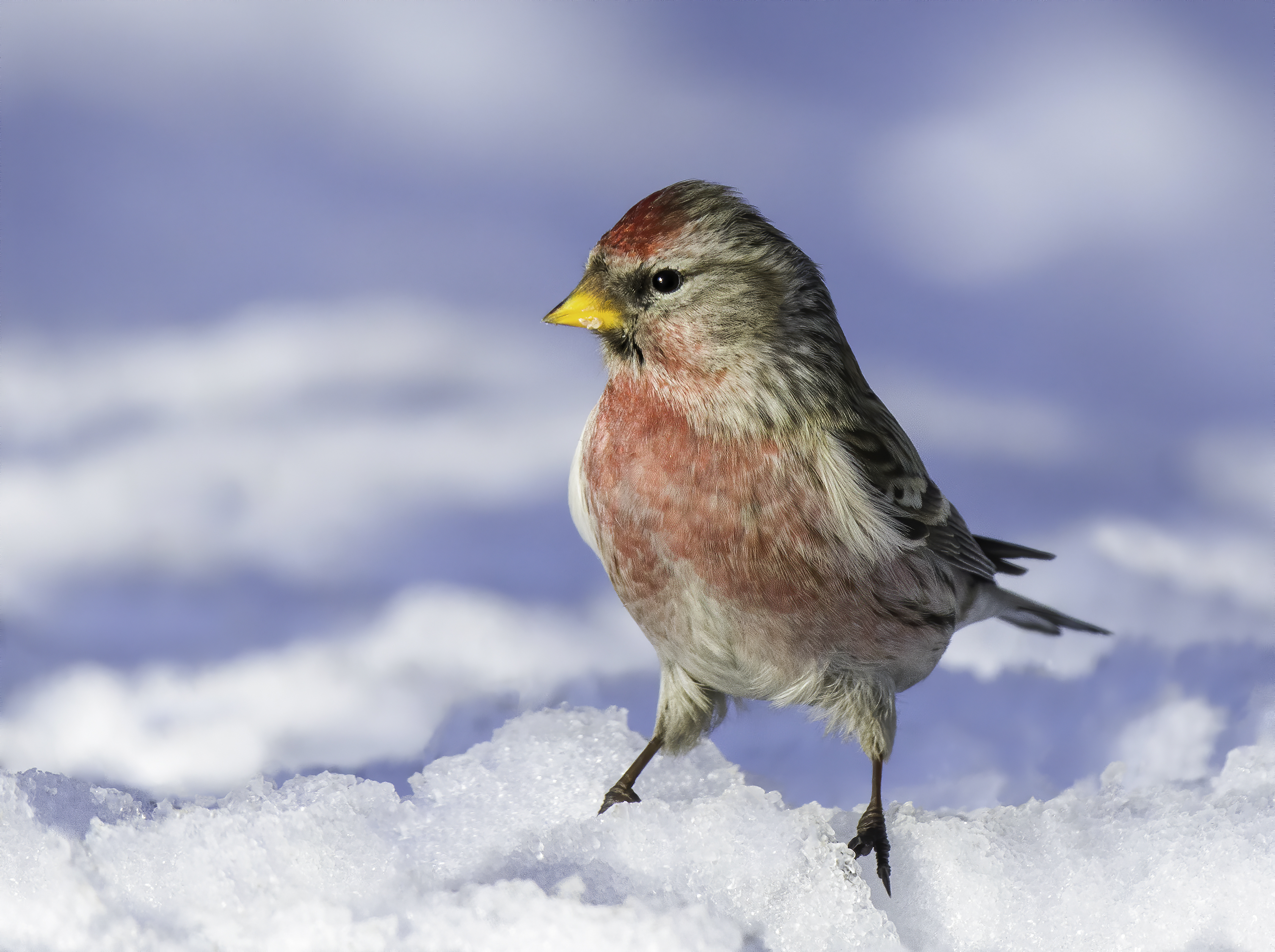 redpoll, birds,birding, birdwatching, birdshots, птицы, чечетка, фотоохота, фотоптиц, природа, Михаил Ездаков