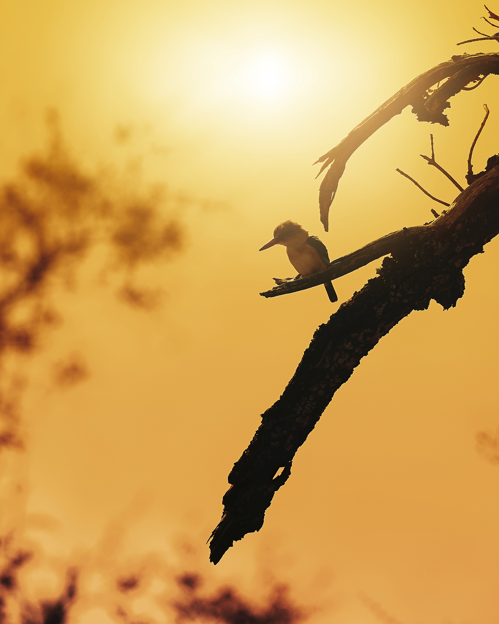 bird, wildlife, sunset, branch, Geran Raath