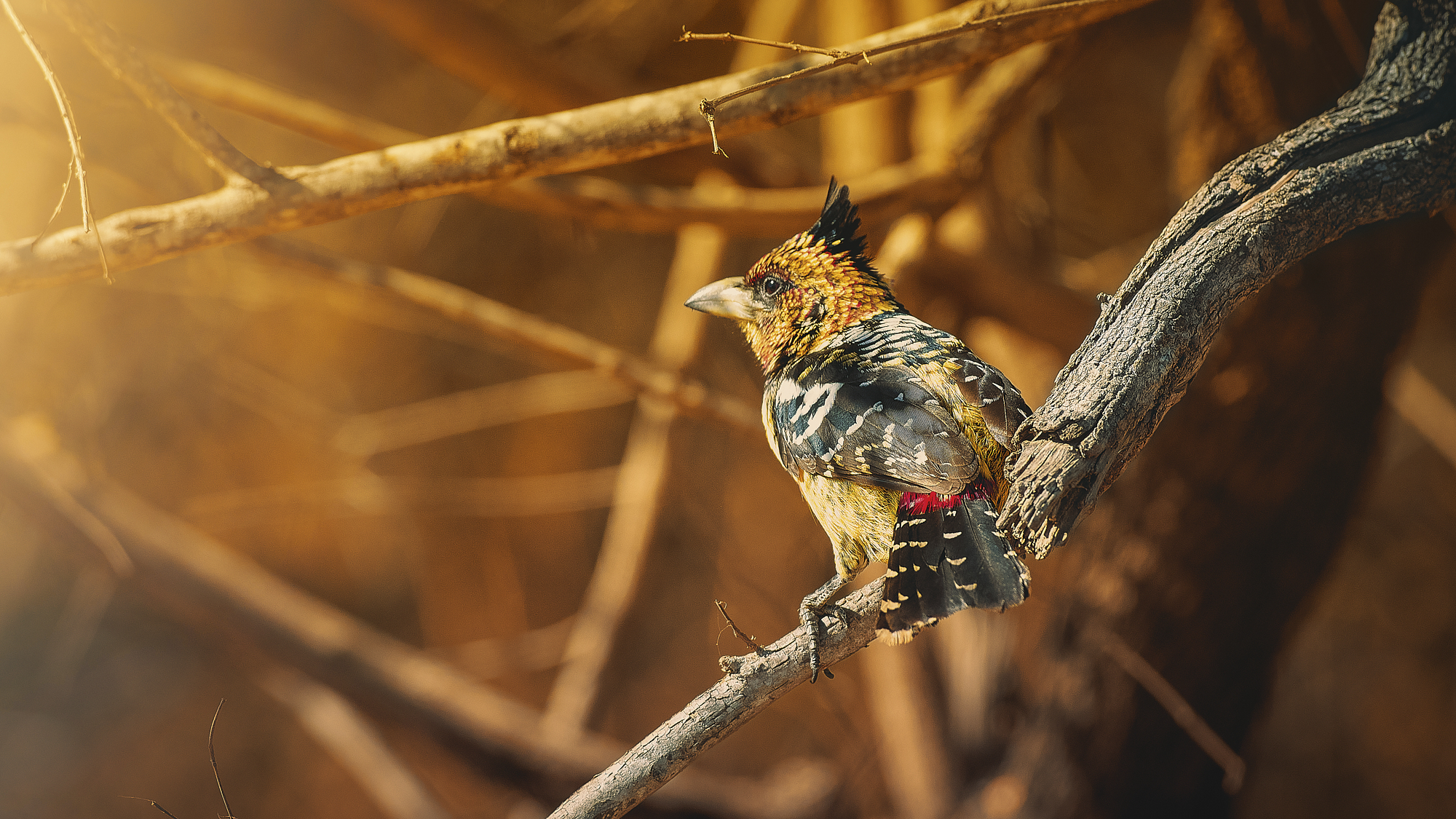 bird, tree, sunlight, Geran Raath