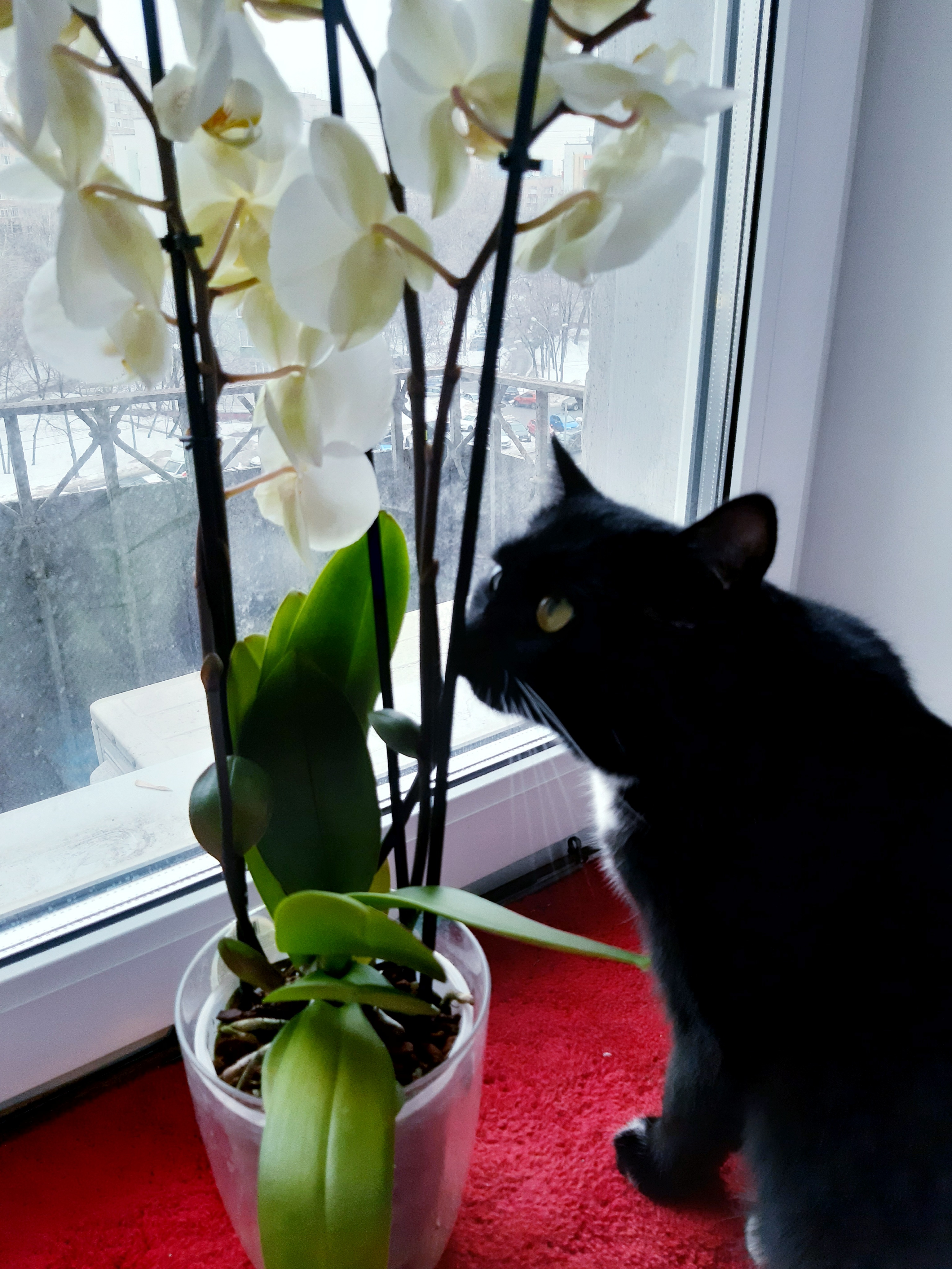 Чёрная кошка, Maria V. Gorskaya