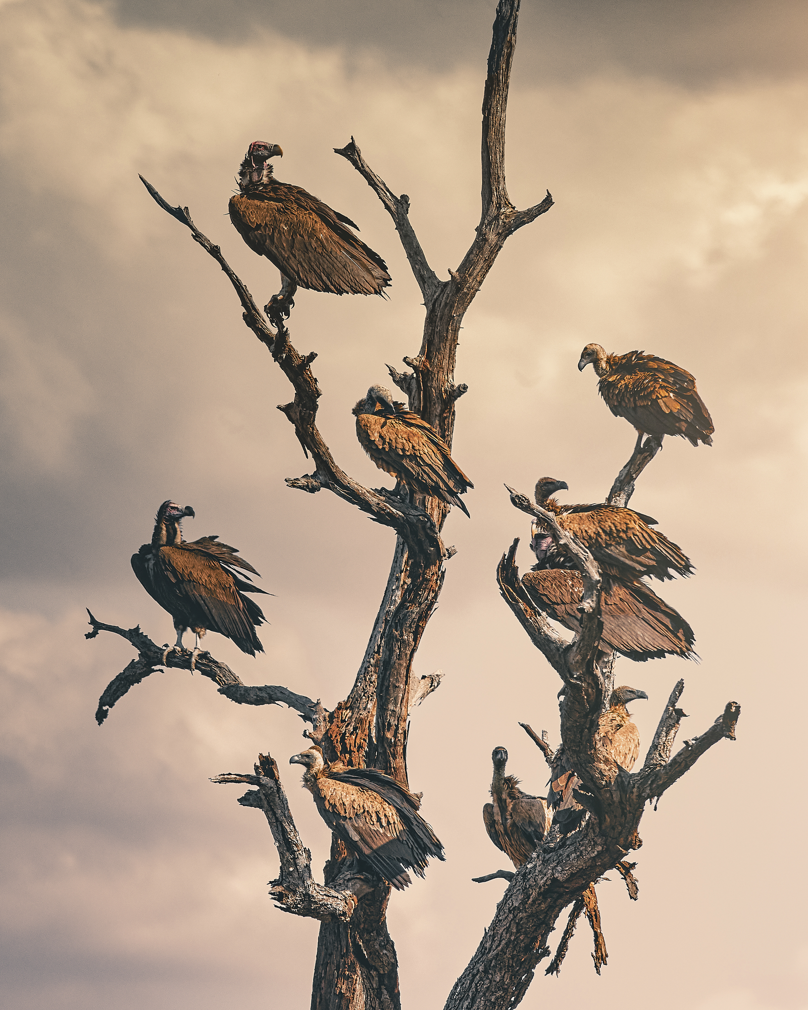 vulture, wildlife, raptor, tree, birds, cloud, Geran Raath