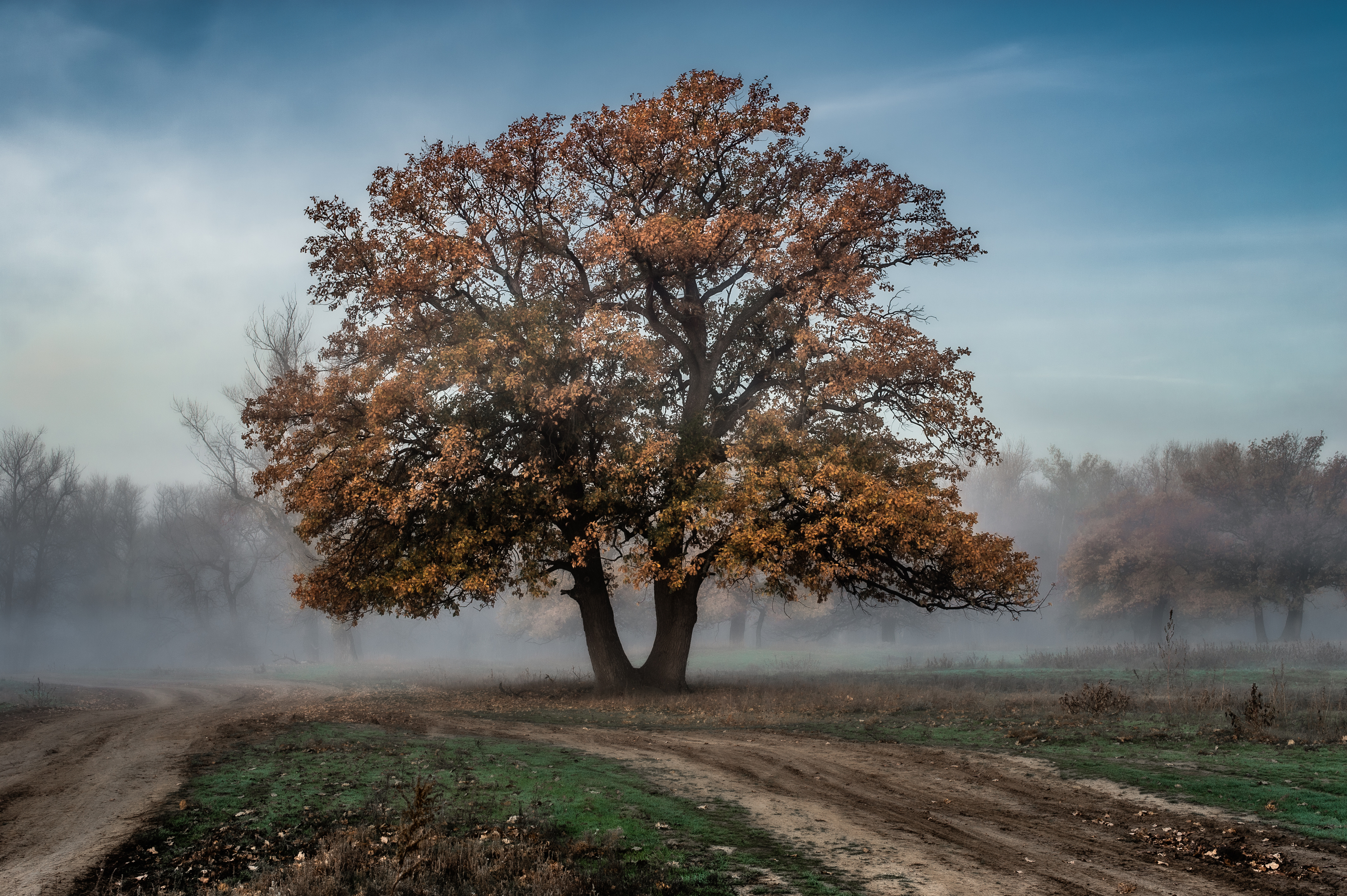 дерево, дуб, природа, красота, осень, туман ,fog, oak, tree, autumn, foliage, Васильев Роман