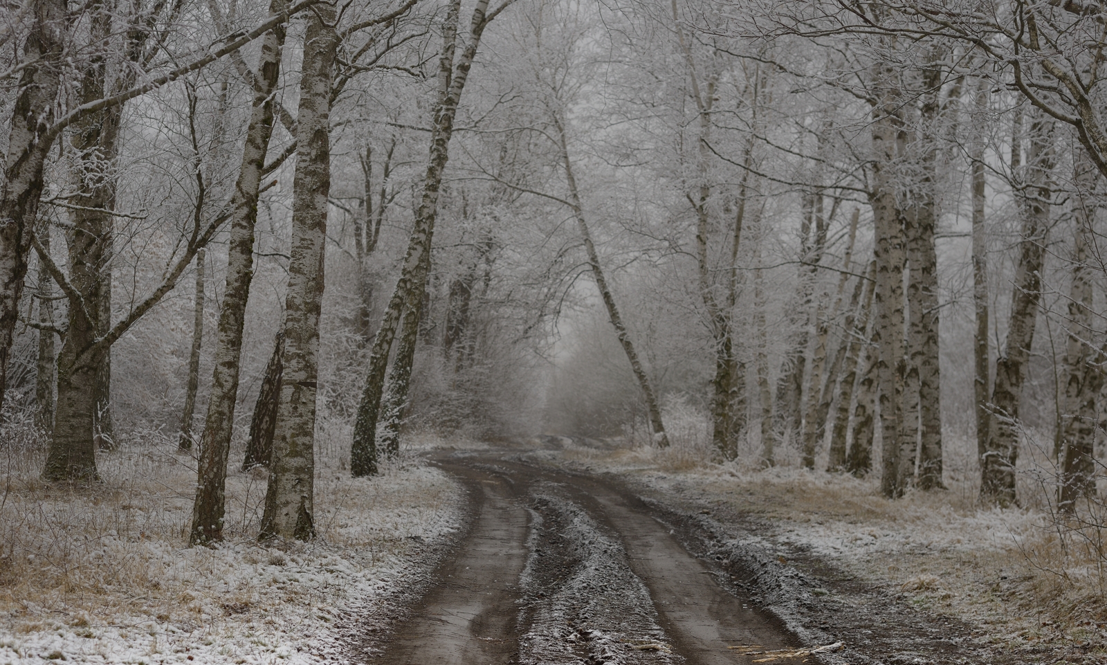 весна туман лес утро снег, Александр Жарников