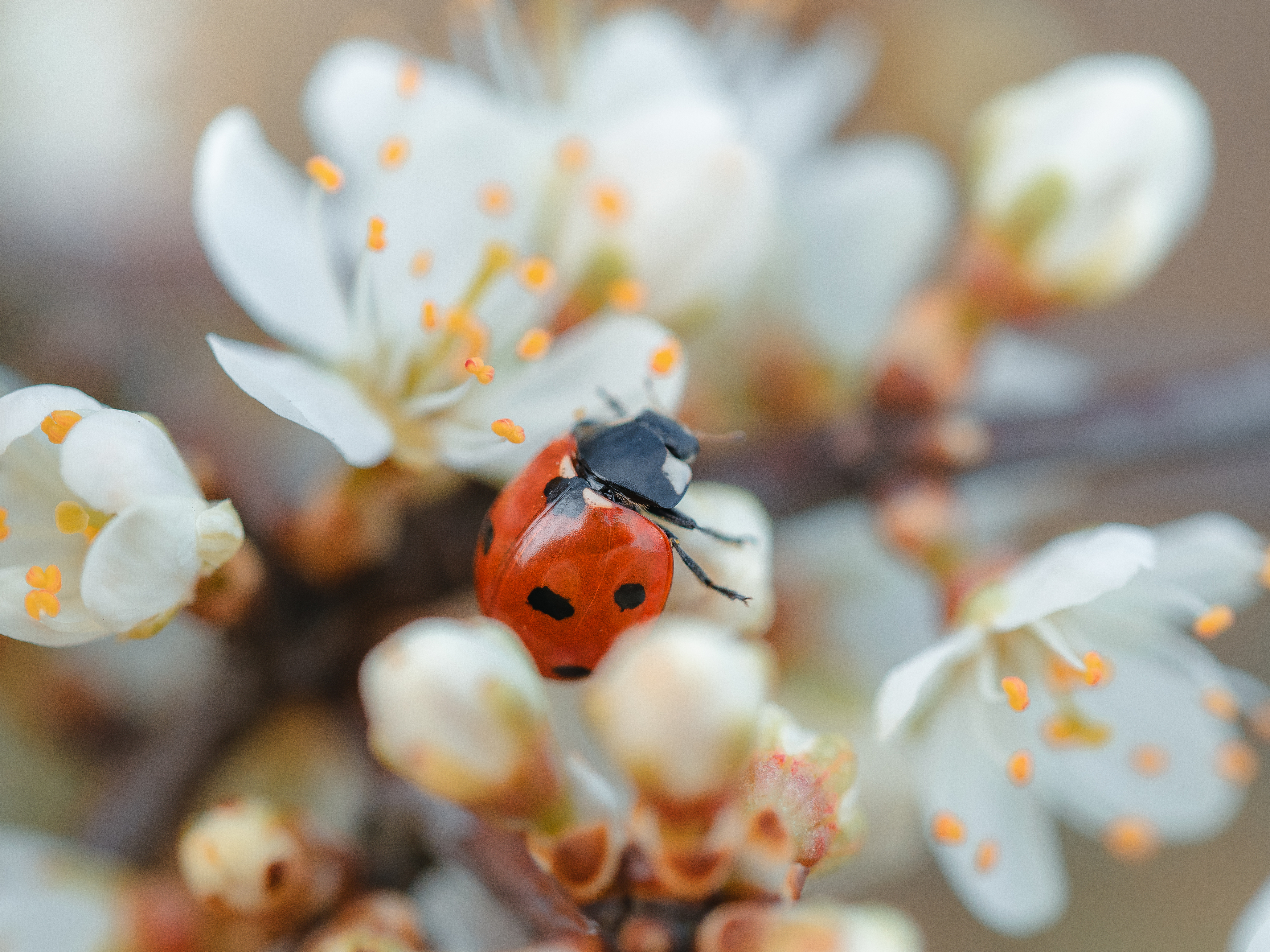 макро, божья коровка, цветы, весна, macro, lady bug, flowers, spring, Протченко Ирина