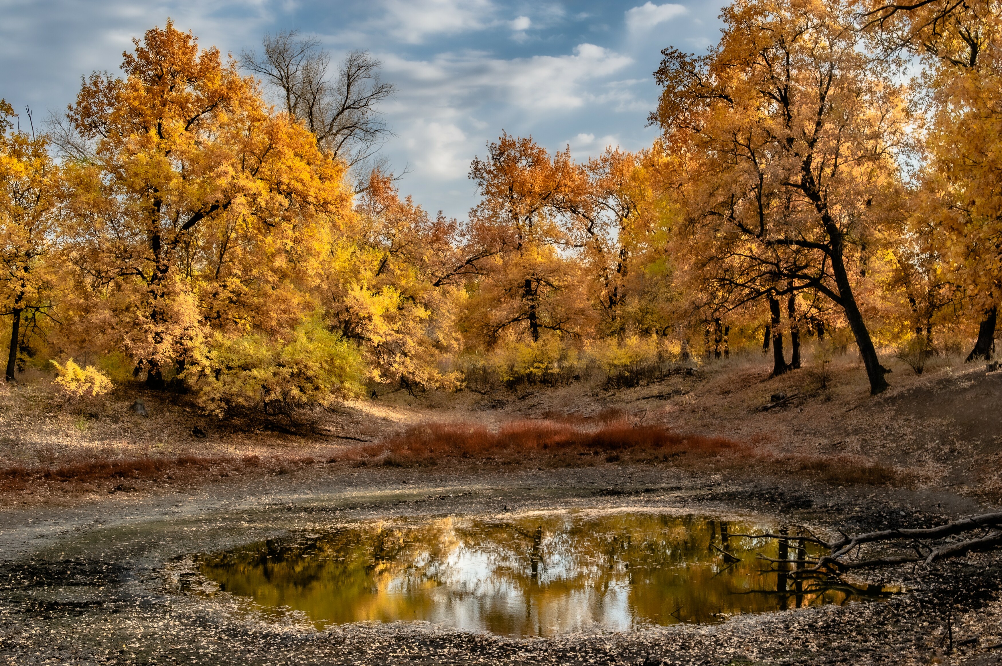осень, листва, природа, пейзаж, лес, деревья, Васильев Роман
