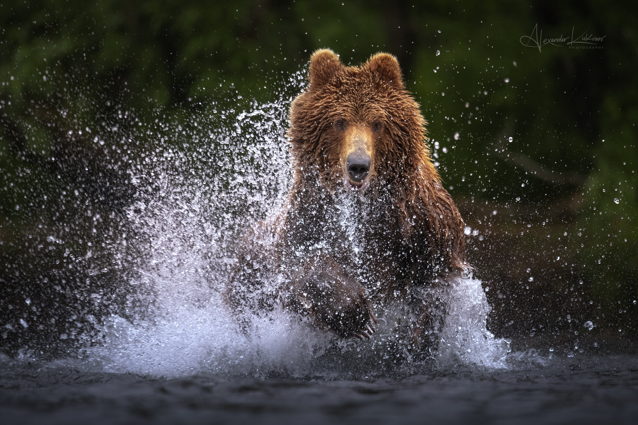 медведь,камчатка, Александр Кукринов