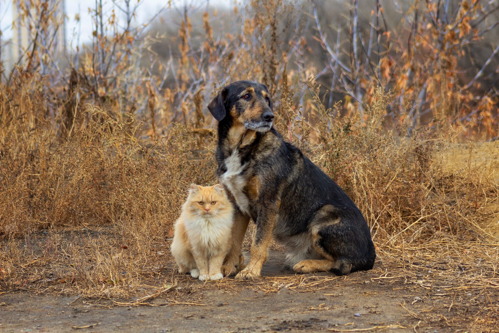 кот и пес, Александр Канцур