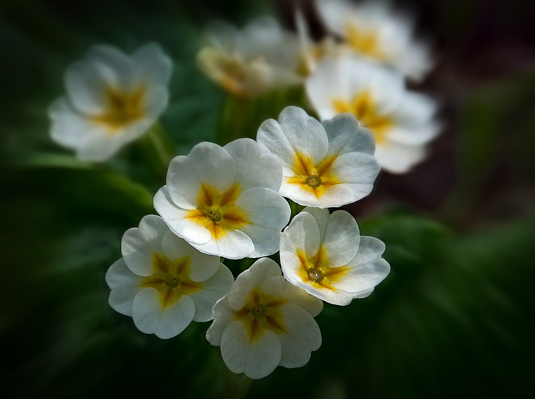 цветы, Сергей Аникин
