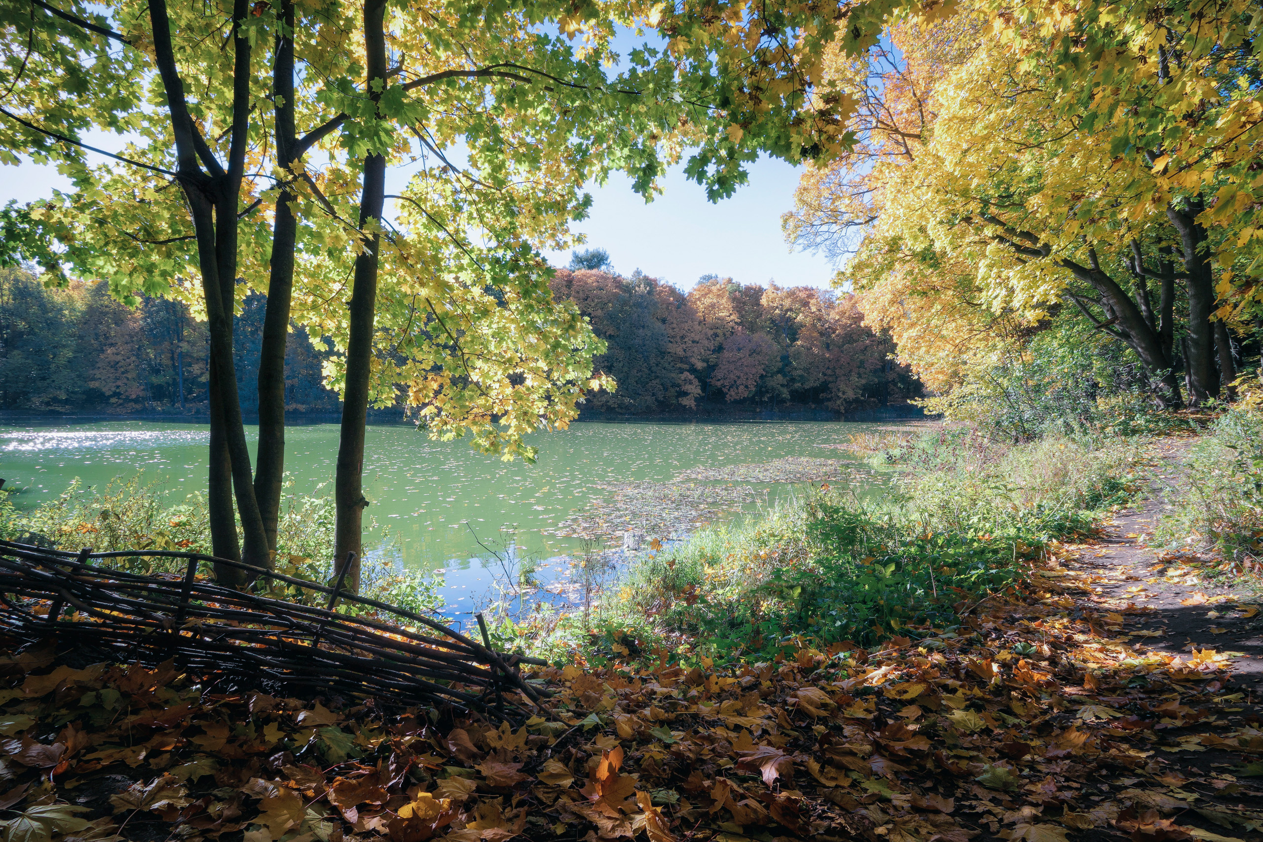 лес, деревья, листва, осень, пруд, Валерий Вождаев