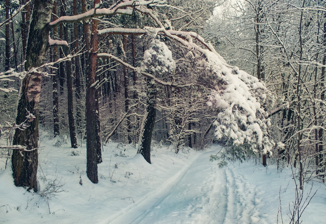 зима, лес, снег, дорога,, Сергей Шабуневич