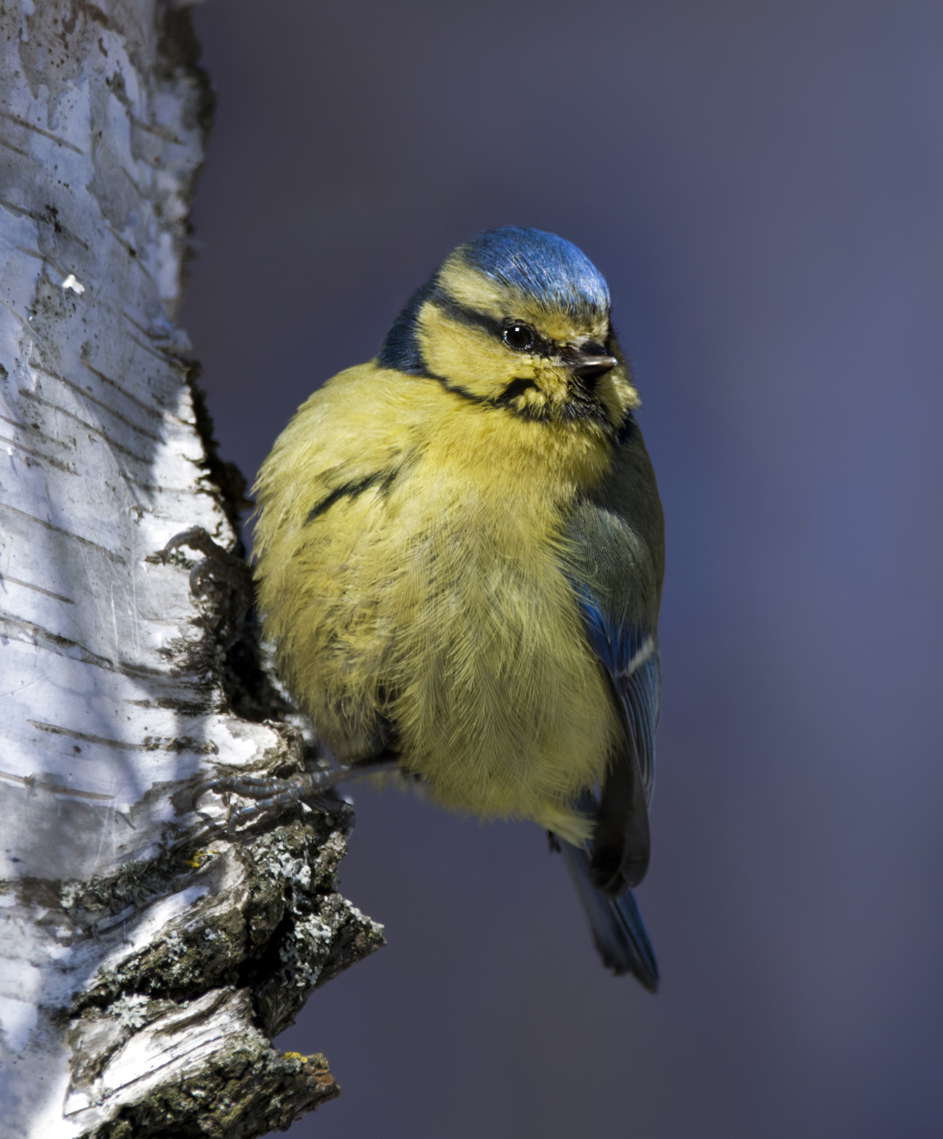 bluetit, birds,birding, birdwatching, birdshots, птицы, лазоревка, фотоохота, фотоптиц, природа, щегол, бердвотчинг, Михаил Ездаков